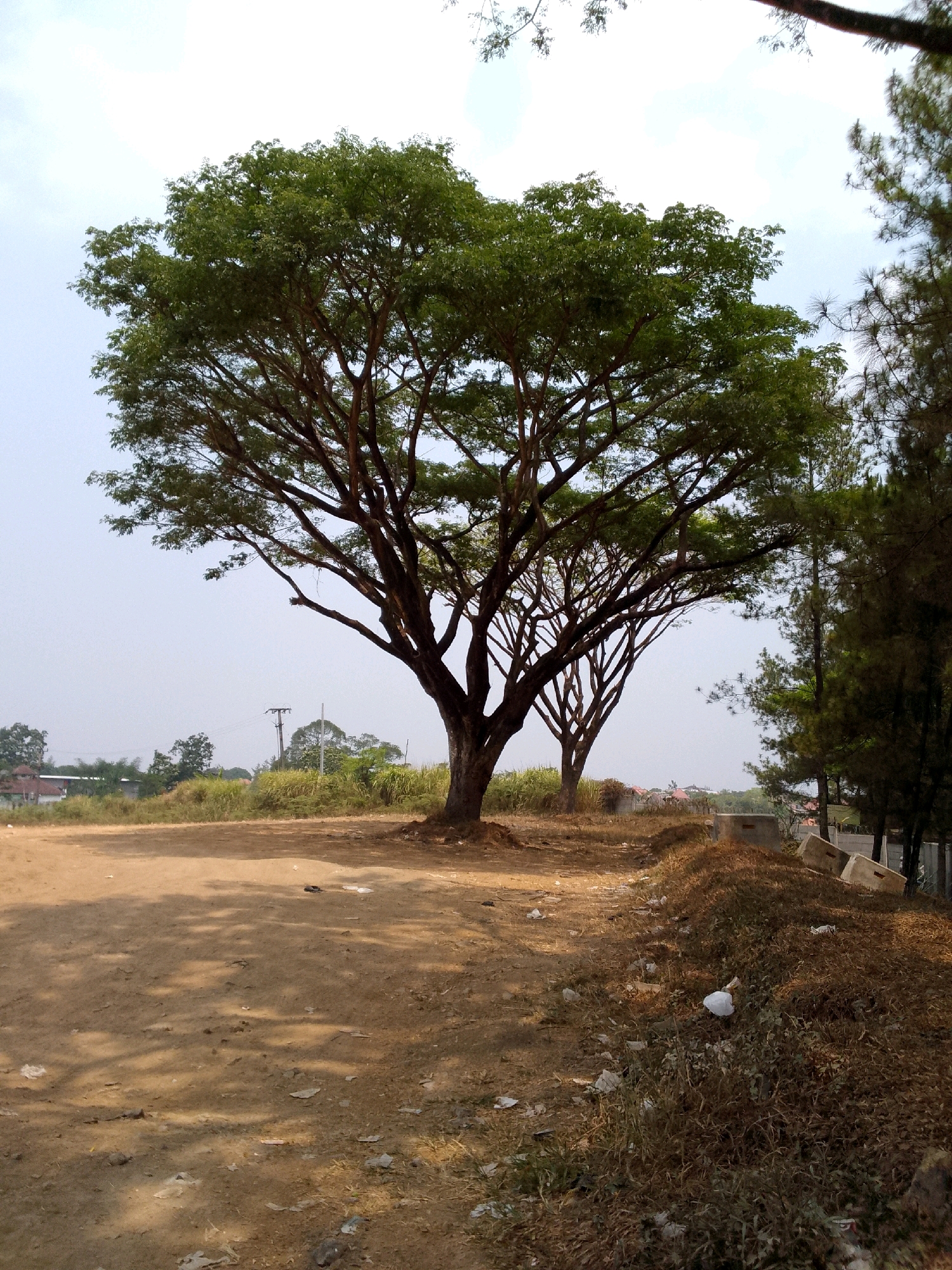 A wide shot captures an outdoor scene in Cipeundeuy, Indonesia. In the foreground, a dirt path dominates the lower portion of the image, marked by scattered debris and casting shadows from overhead foliage. To the right, a dense pile of dried grass and leaves is visible, also containing litter. Beyond the path and grass pile, a large, leafy tree stands prominently, its branches extending wide. Further in the background, a line of pine trees is present, and a few buildings are nestled amongst the greenery. The sky above is a pale blue with wispy clouds. The overall impression is one of a somewhat unkempt, natural area bordering a populated zone.