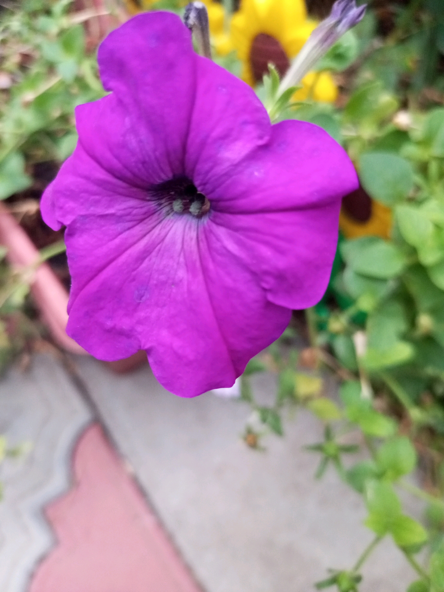 The image shows a close-up of a vibrant purple petunia flower in the foreground. The flower is fully open, displaying its delicate petals and dark center. In the background, out of focus, are hints of yellow flowers, likely sunflowers, and lush green foliage, suggesting a garden setting. The ground beneath appears to be a paved area with a pinkish-brown, decorative border. The overall scene suggests a natural, outdoor environment, possibly a park or a residential garden. The image does not contain any specific identifiable landmarks or elements that would definitively place it in Kevsala, Russia.