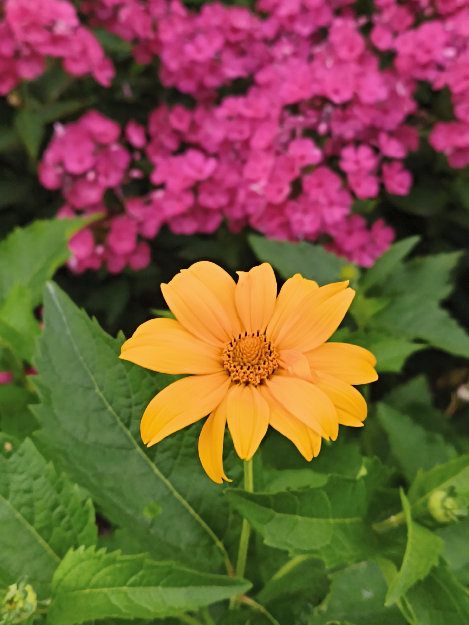 A bright orange daisy-like flower with yellow petals and a brown center is in focus in the foreground. It is surrounded by lush green leaves. In the blurred background, there are clusters of vibrant pink flowers. The scene appears to be a garden or park. The image does not provide any information that would suggest it is located in Tallinn, Estonia.