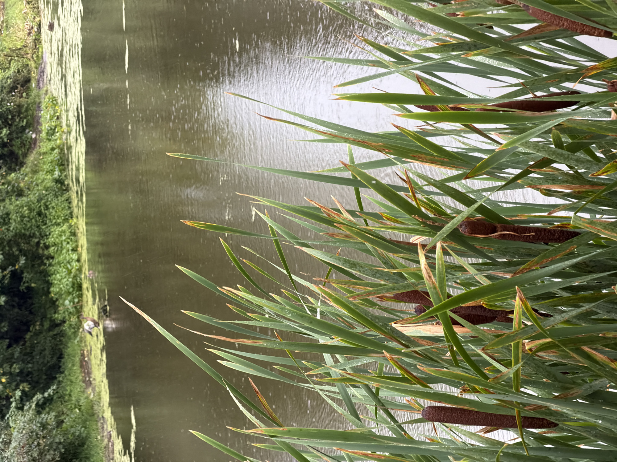 A close-up view of cattails in the foreground, with a calm body of water and dense green foliage in the background. A single bird, possibly a goose, stands near the edge of the water in the middle ground. The water is covered with a thin layer of green algae. The scene appears to be a natural wetland area, potentially a park or nature reserve.