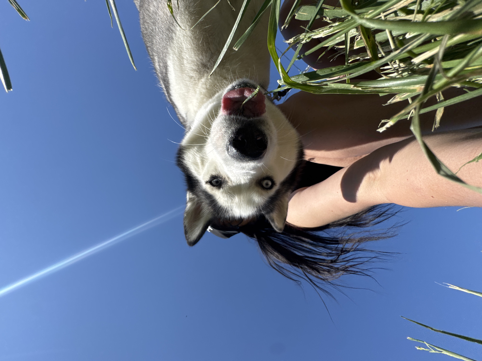 A canine (Husky) is held aloft against a vivid blue sky, its gaze directed downward. The dog's white and gray fur is visible, contrasting with its black nose and piercing light blue eyes. Its tongue is visible, extending slightly. A person is partially visible behind the dog, holding it. The person has dark hair, and their skin tone appears fair. Blades of grass are interspersed around the edges of the frame. A bright horizontal light flares across the lower left of the frame.