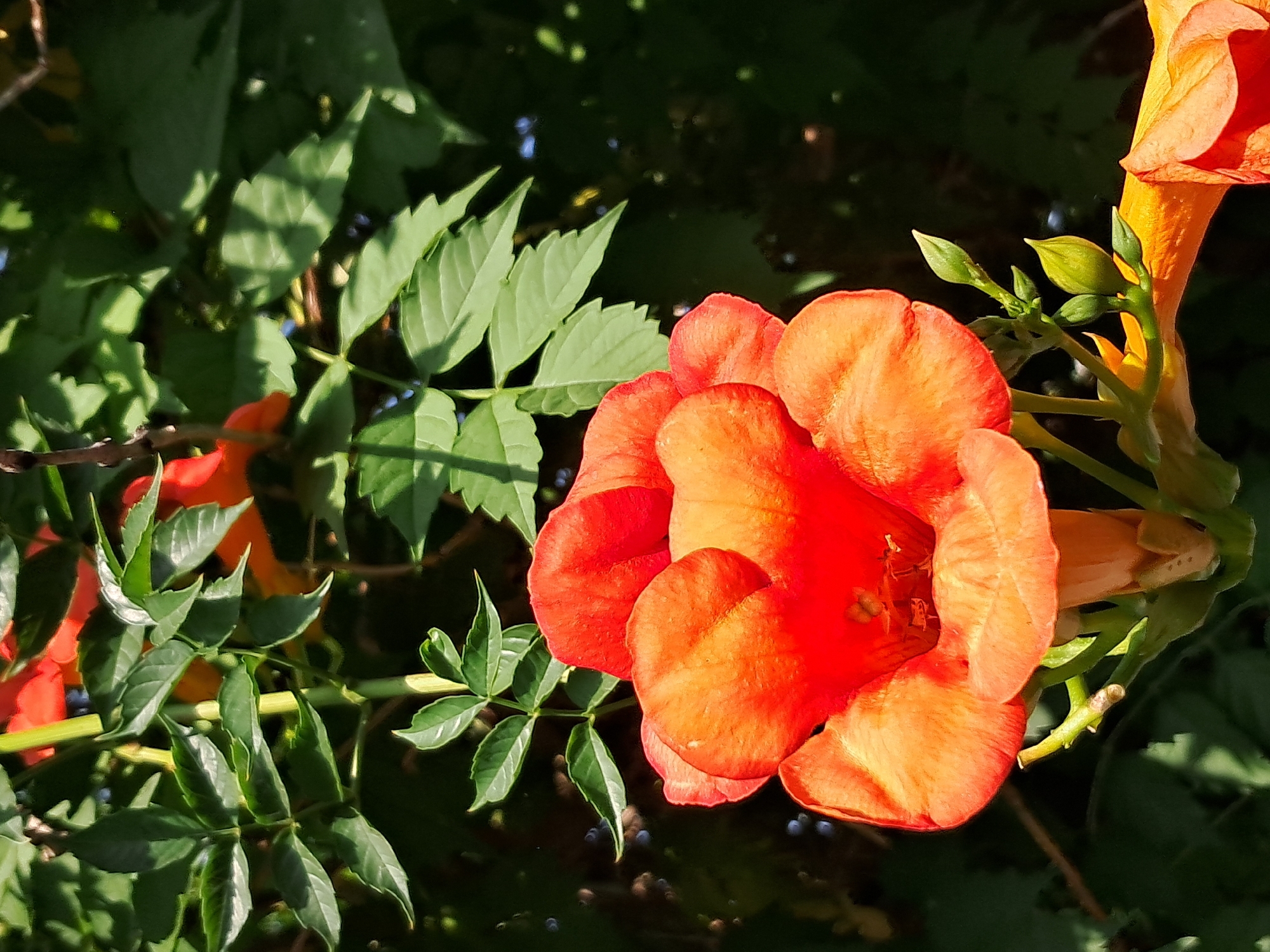 An extreme close-up shot captures an orange trumpet-shaped flower blooming in a garden. The flower's petals are vibrant, showcasing a gradient from a bright orange at the edges to a deeper, reddish-orange at the center. Sunlight filters through the foliage, casting dappled shadows on the petals and surrounding green leaves. A few green buds are visible near the base of the flower, suggesting the plant is still in its flowering season. The background is dominated by dark green foliage, creating a lush and natural setting. The image appears to be taken in a private garden or park in Ivanivka, Ukraine, where such flowering plants are commonly found.