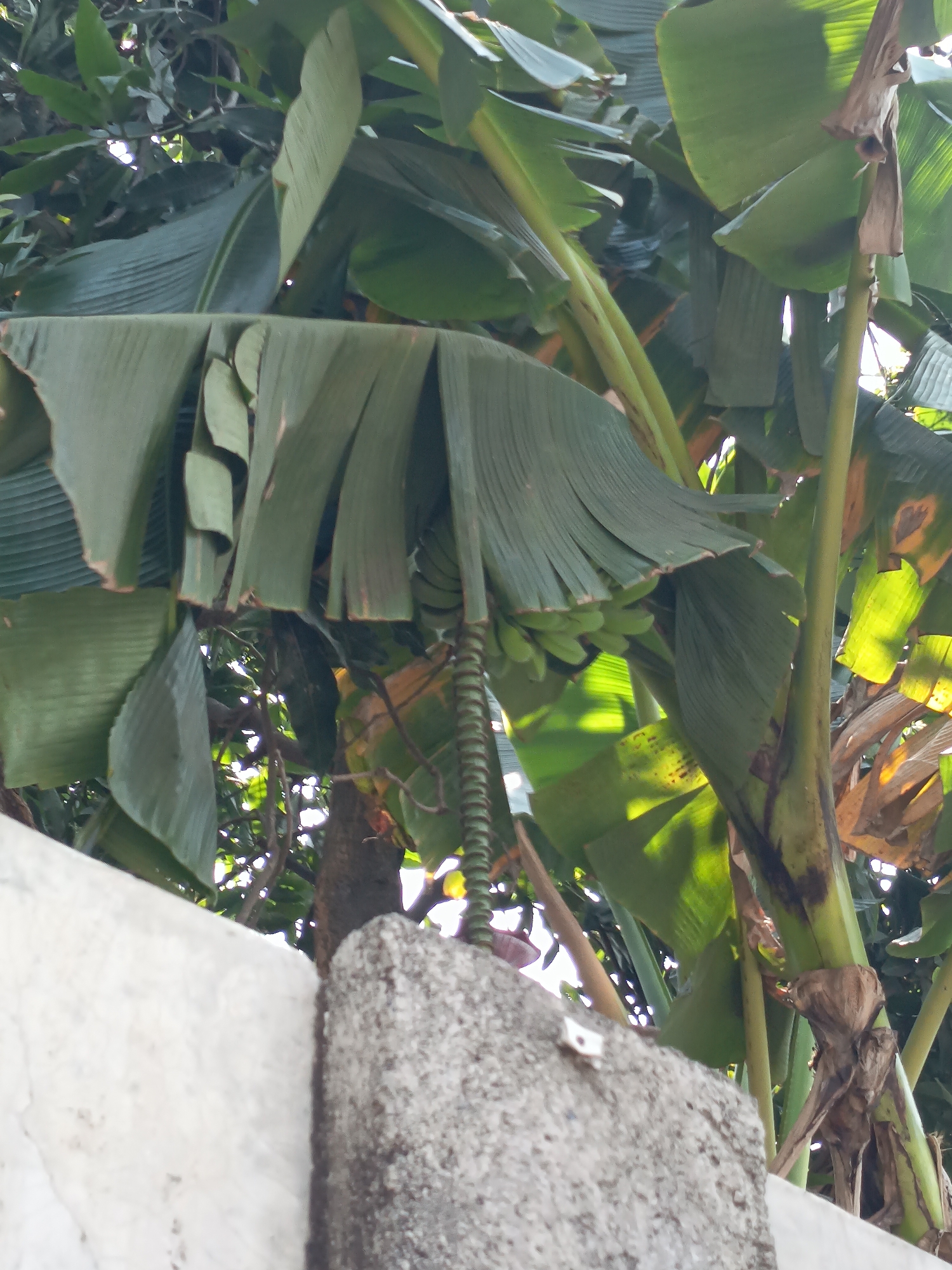In a sun-drenched outdoor setting, likely in Kandangjati Wetan, Indonesia, a banana tree is prominently featured, its large, green leaves catching the light. A cluster of young, green bananas hangs from the tree, partially obscured by the broad leaves. The tree trunk is visible, with some dried, brown leaf sheaths clinging to it. In the foreground, a rough, textured concrete wall, possibly part of a building or structure, occupies the lower portion of the frame, with a lighter, smoother section to the left and a rougher, grey section to the right. The environment appears natural and somewhat overgrown, with glimpses of other foliage and branches in the background, suggesting a lush, possibly tropical, locale. The overall impression is of a candid shot capturing a slice of everyday life in a verdant environment.