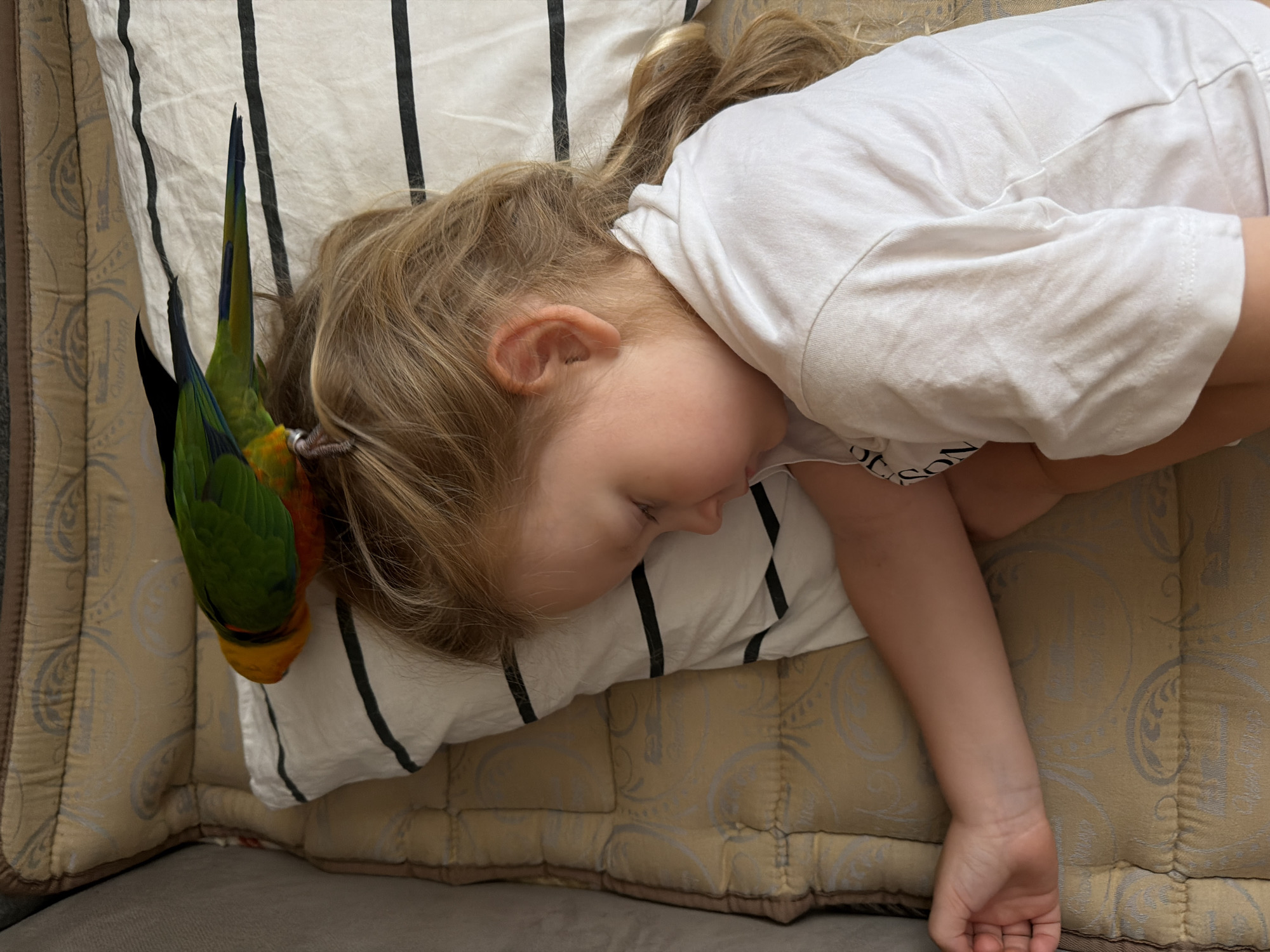A child is sleeping on a patterned sofa, with a parrot perched on their head. The child is wearing a white t-shirt and has blonde hair pulled into a ponytail. The parrot is colorful, with green, yellow, and orange plumage. The sofa is light brown and has a quilted pattern with a darker, paisley-like design. A striped pillow is under the child's head. The image appears to be taken indoors. There is no specific information to indicate the location is in the city of Khimki, Russia.
