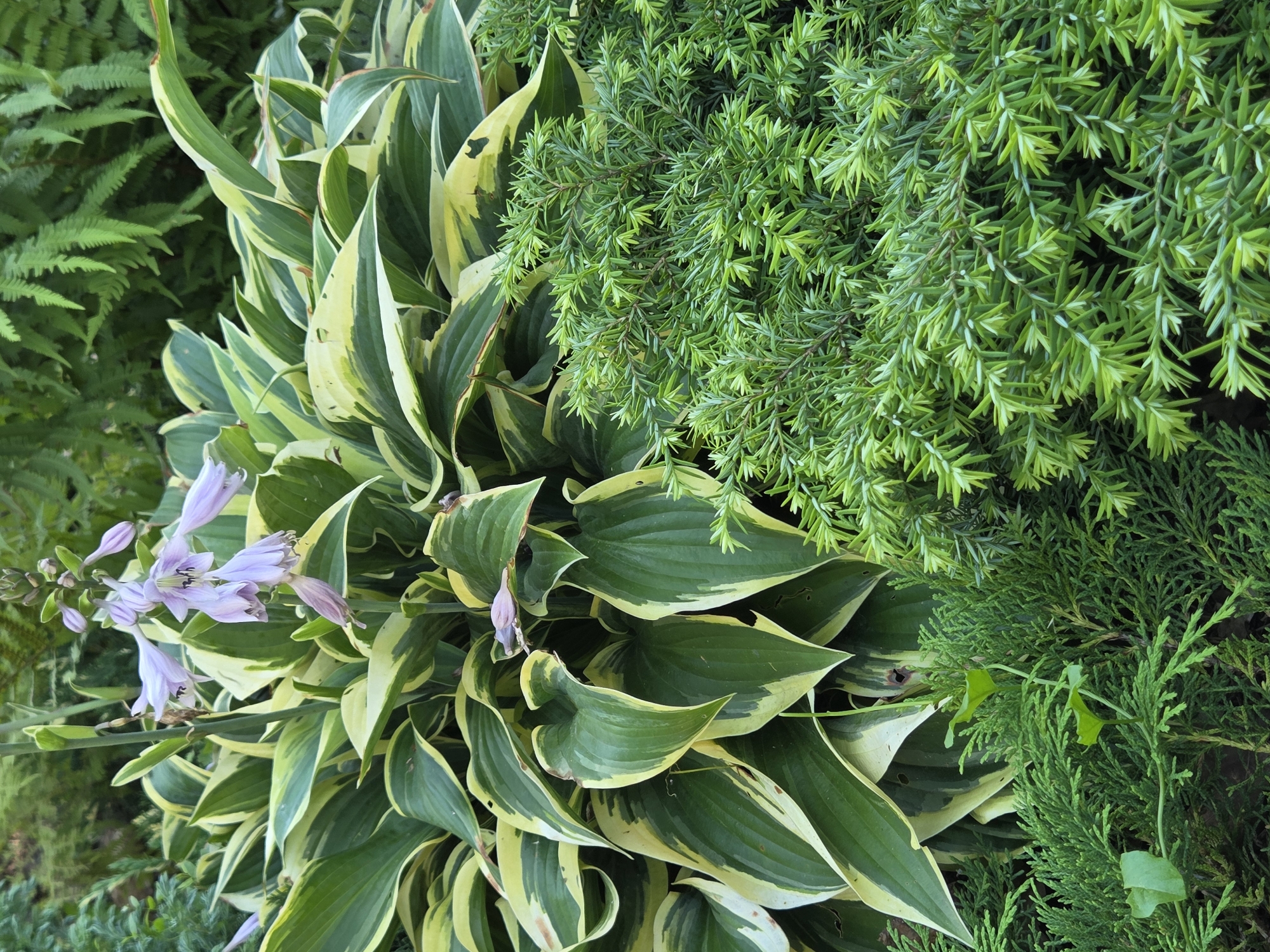 A medium shot captures a vibrant garden scene, dominated by large, variegated hosta plants with green leaves edged in cream. Delicate pale purple bell-shaped flowers emerge from a stalk in the upper center of the frame, reaching above the hosta foliage. In the foreground and to the right, dense, low-lying evergreen shrubs with needle-like leaves create a textured contrast to the hostas. In the background, feathery green ferns add depth to the composition. The scene is set outdoors, likely in a garden, with no people or animals present.