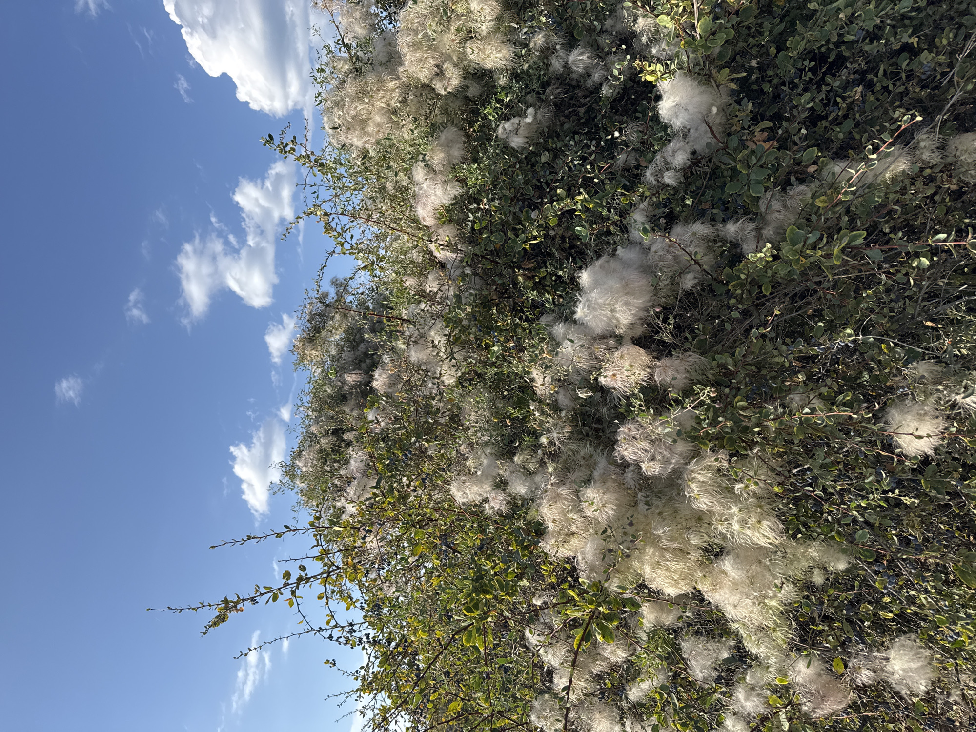 A dense, overgrown bush with numerous white, fluffy seed heads fills the lower half of the frame. The bush has dark green leaves and visible dark berries. Branches extend upwards, some bare and twiggy, others with leaves. The top portion of the image displays a bright blue sky with scattered white clouds, some puffy and dense, others wispy. The scene appears to be outdoors in a natural setting, possibly in Basbeshik, Kyrgyzstan, given the context. There are no people or animals visible.
