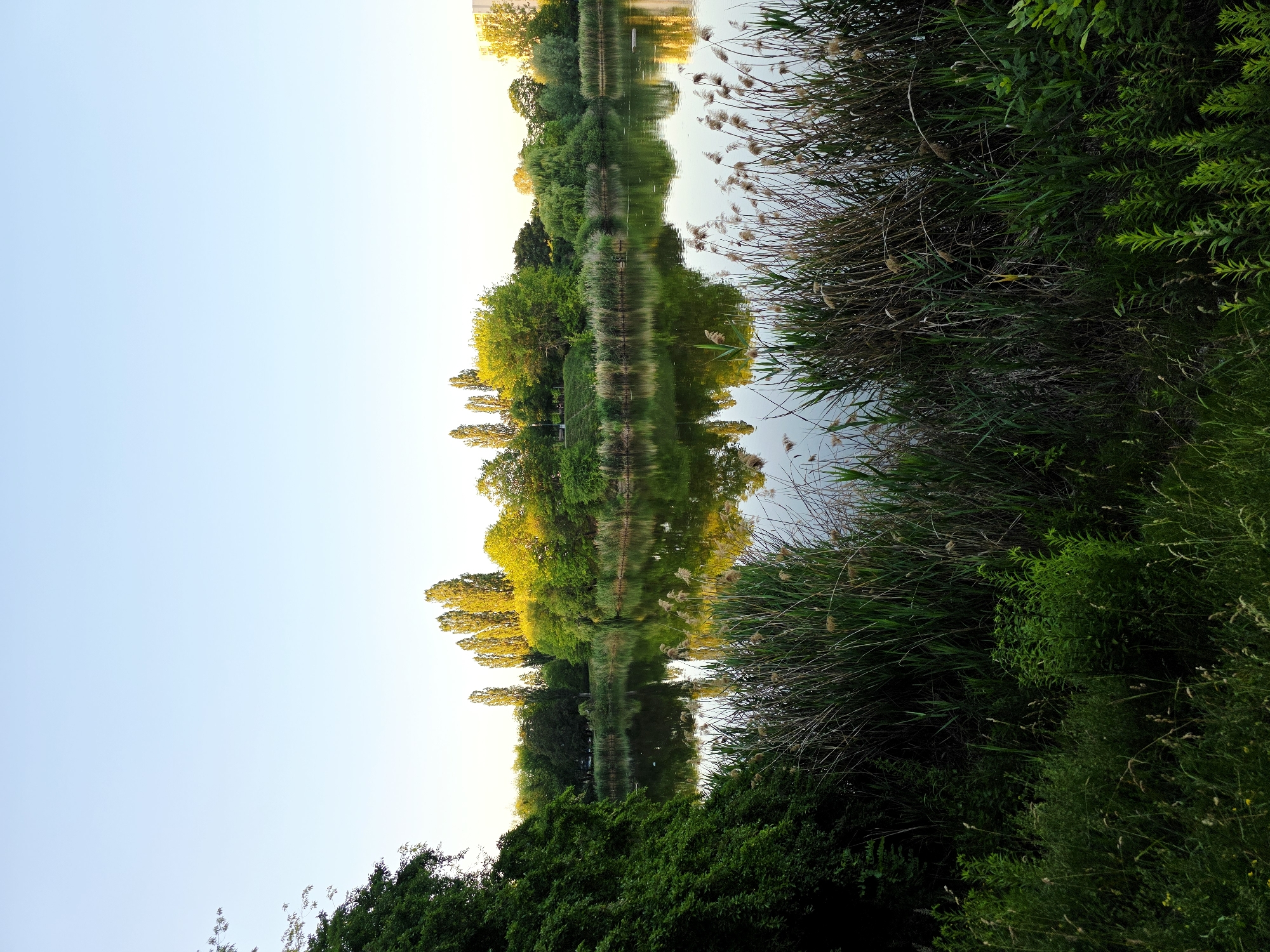 This is a vertical, wide-angle photograph of a tranquil natural scene. The image is a reflection on a body of water, making it appear as if the sky is below the landscape. On the left side of the frame, a clear, pale blue sky occupies the majority of the space, transitioning to a soft yellow at the top, suggesting either sunrise or sunset.
The primary subjects are trees and vegetation, reflected in the water. On the right side of the image, dense green foliage and tall reeds line the bank, creating a lush border. The water's surface is calm, perfectly mirroring the opposite bank, which is adorned with a variety of trees. Some of these trees are vibrant green, while others are illuminated with a warm yellow light, indicating the direction of the sun. The reflection of the trees creates a symmetrical and almost surreal effect.
In the distance, the water stretches out, bordered by a continuous line of trees and foliage. A thin, dark line running down the center of the reflection suggests a very narrow channel or a path through the vegetation. The overall mood of the image is peaceful and serene, with the soft lighting and the undisturbed water contributing to a sense of calm. The time of day is likely early morning or late evening due to the quality of light. There are no visible people, objects, or text in the image. The setting appears to be a natural area with a body of water, such as a lake or a slow-moving river, surrounded by abundant plant life. Based on the location context provided (Warsaw, Poland), this could be a park or a nature reserve within the city.