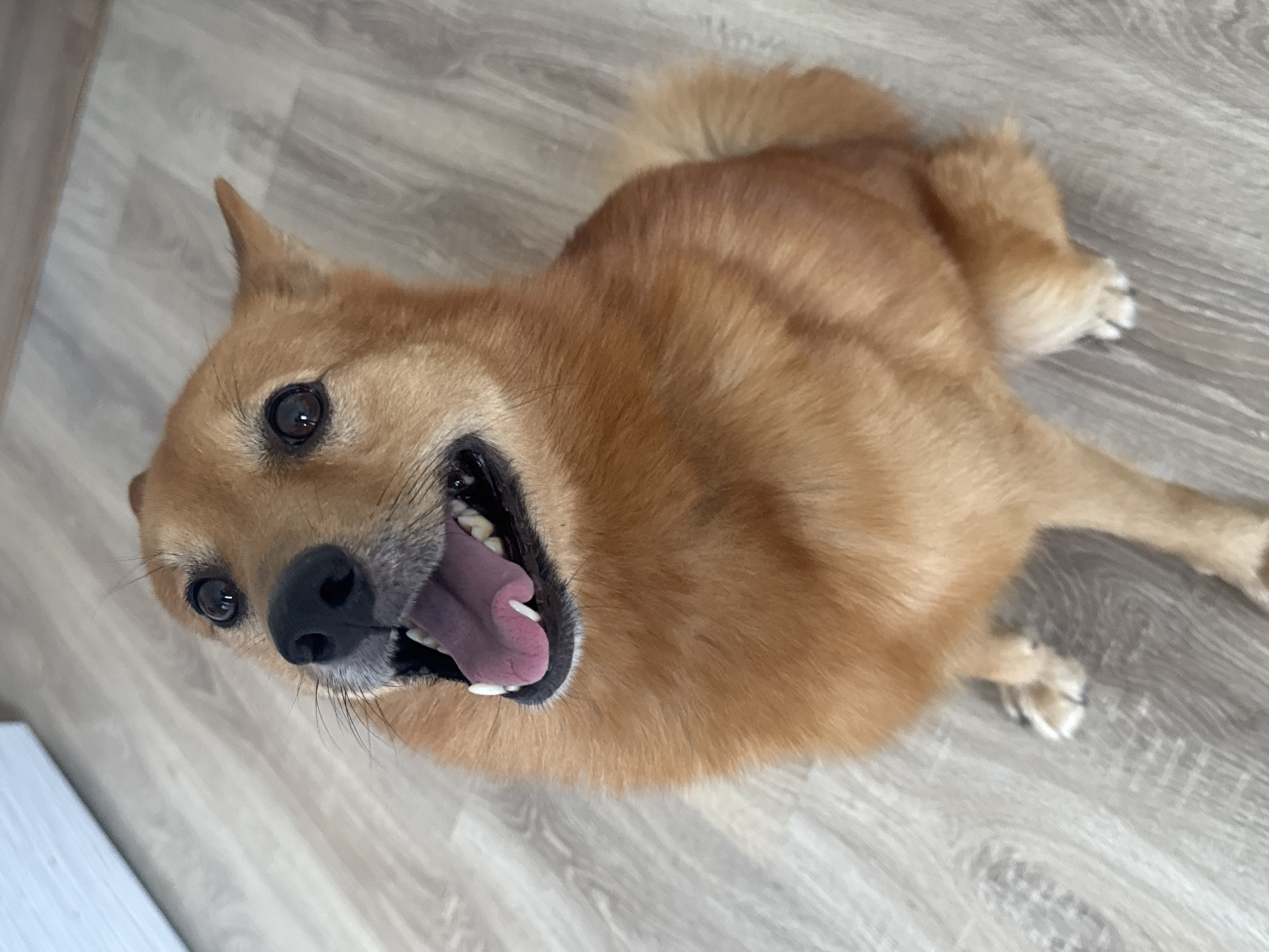 A dog is lying on a gray wood-patterned floor. The dog is light brown in color and is facing the camera with its mouth open. The dog's pink tongue is visible. The photo appears to be taken from a high-angle perspective, looking down at the dog. There are no people visible. The location cannot be determined from the image.