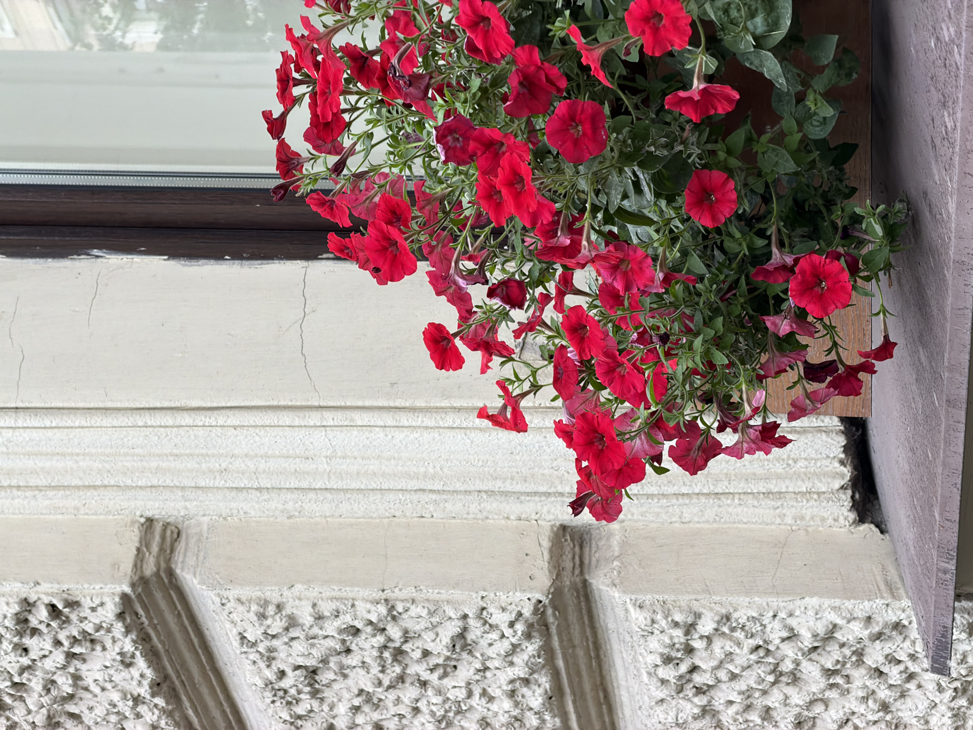 A close-up, eye-level shot shows a window planter overflowing with vibrant red petunias, set against the textured, pale facade of a building in Saint Petersburg, Russia. The building's exterior features rough stucco on the left, transitioning to a smoother, channeled section on the right. A dark wooden window frame is visible, with a window reflecting the overcast sky and possibly surrounding buildings. The planter itself appears to be made of wood. The focus is on the lush flowers, with their delicate petals and green foliage dominating the right side of the frame. The scene suggests an urban setting, likely a residential building or a shop with a decorative window display.