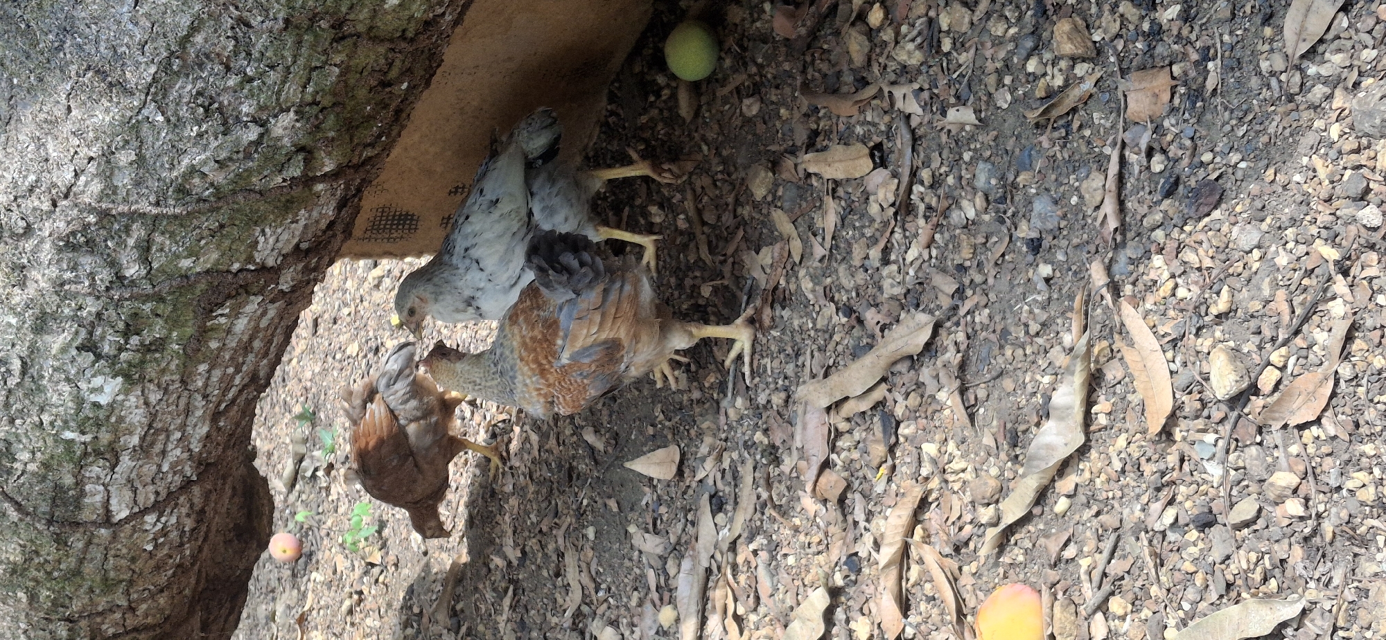 This outdoor image, taken in Vallecito, Venezuela, captures three young chickens foraging on the ground next to a large tree trunk during daylight hours.
The left side of the frame is dominated by the textured bark of a mature tree, displaying a mix of gray, white, and green hues. At the base of the tree, a piece of brown material, possibly cardboard or a woven mat, with a distinctive grid pattern, is visible.
Three chicks or pullets are scattered across the foreground and midground, actively pecking at the ground. One chicken, characterized by its speckled gray and white plumage, is seen with its beak near a small yellowish object close to the brown mat. Adjacent to it, a larger chicken with brown and tan feathers and darker patches on its back is also observed foraging. A third, mostly brown chicken is partially visible in the lower left corner, similarly engaged.
The ground consists of a mixture of small pebbles, dirt, and numerous dried, light brown leaves, indicative of a dry, natural environment. Two small, round fruits or nuts are present: a green one in the upper right portion of the ground and a reddish-orange one in the lower center foreground. The bright, even lighting suggests a clear day. No discernible text is visible.