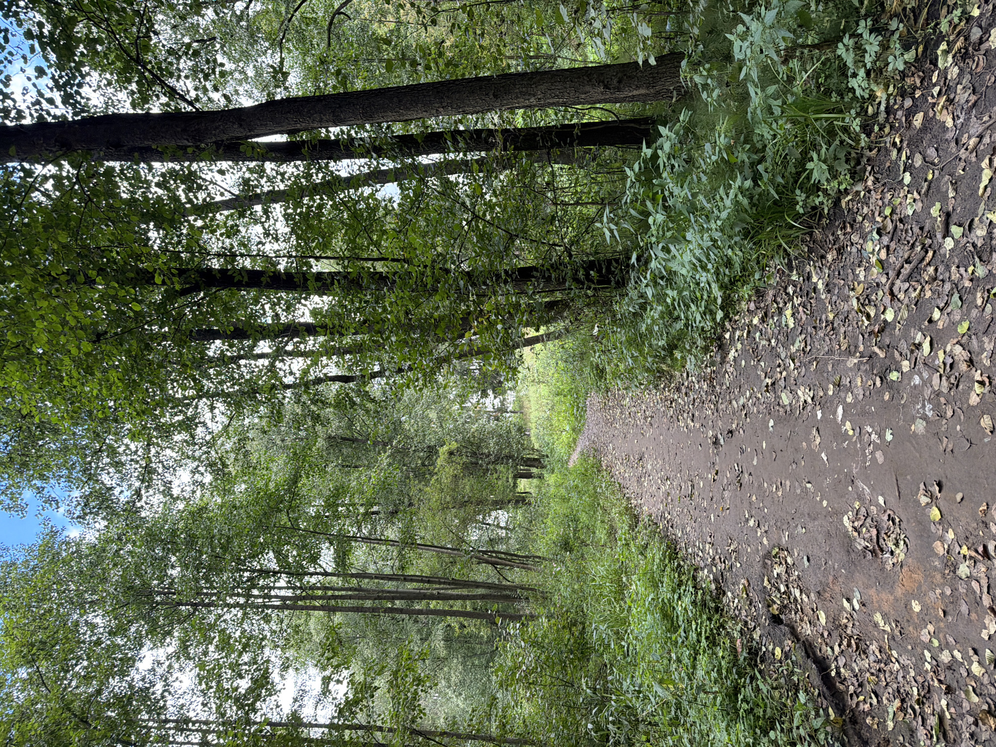 The image depicts a narrow, unpaved path winding through a dense forest. The path is covered in fallen leaves and appears damp, with some muddy patches. Lush green vegetation, including trees and undergrowth, lines both sides of the path. Tall, slender trees with full canopies dominate the scene, with some larger, thicker trees also present. The sky is visible through the leaves, appearing partly cloudy. The overall environment suggests a natural, wooded area. The location is identified as being in the city of Chaikovsky, Russia. There are no people or animals visible in the image.