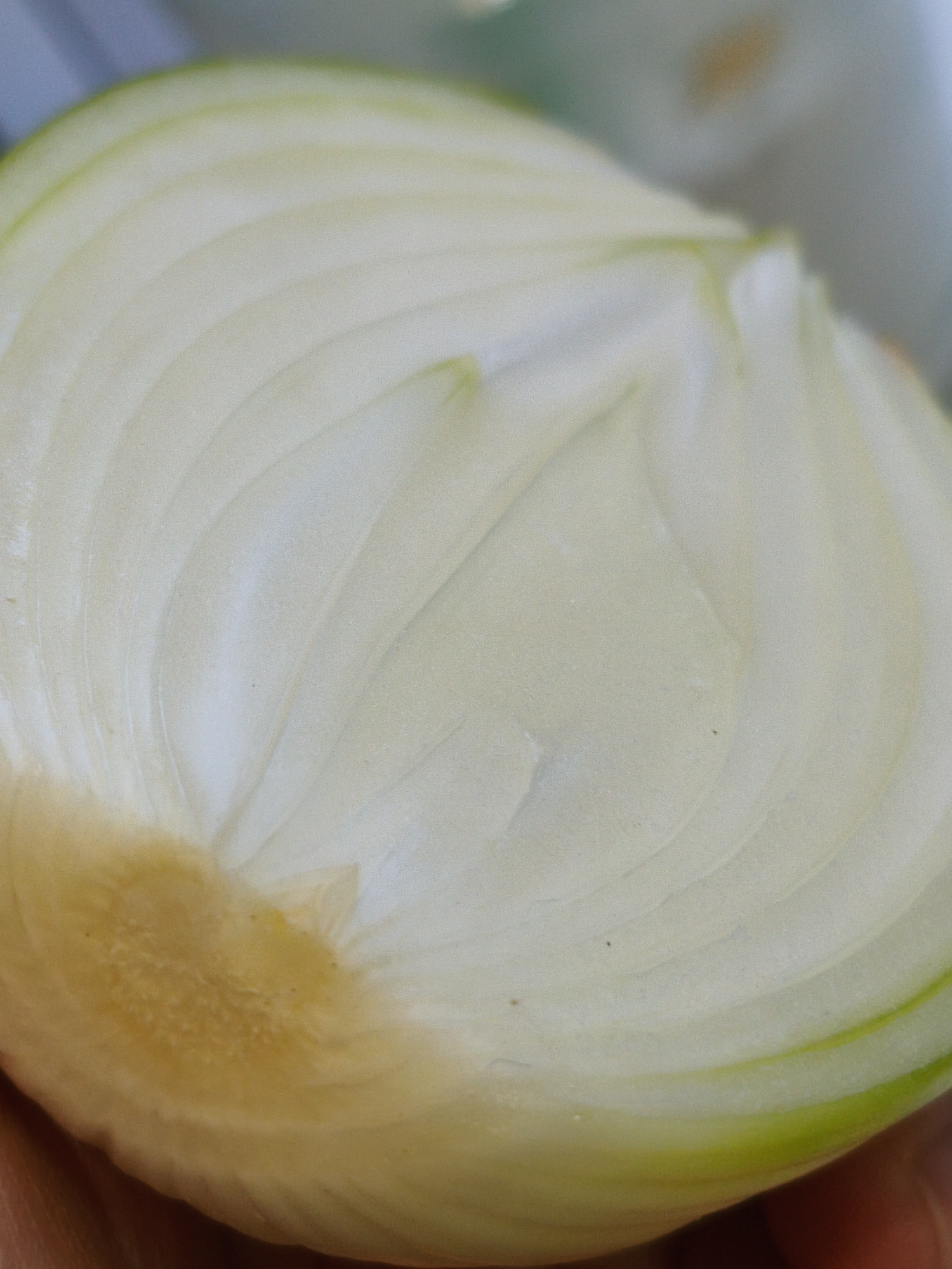 A close-up, macro shot focuses on the cross-section of a white onion. The onion's layers are clearly visible, revealing concentric rings of translucent white flesh, with subtle hints of green along the outer edges. The texture appears smooth and slightly waxy. The bottom portion of the onion shows a slightly more fibrous, yellowish-tan area, likely the base where the roots would have been. The background is softly blurred, with neutral tones of grey and light blue suggesting an indoor setting or a neutral backdrop. The lighting highlights the subtle curves and textures of the onion's internal structure. This image does not contain any elements that suggest a location within the city of Orenburg, Russia.