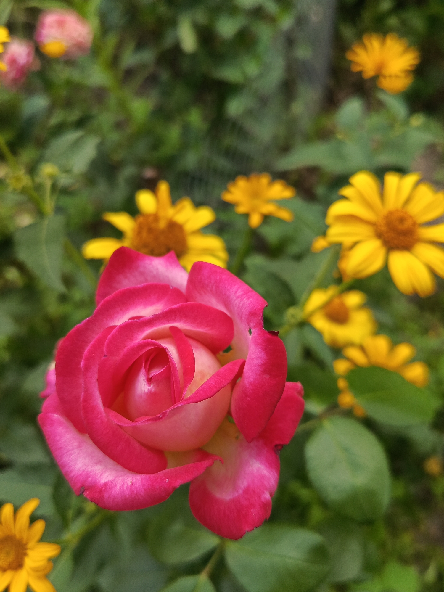 A close-up, eye-level shot captures a vibrant pink and white rose in the foreground, its petals unfurling in a spiral. The rose's edges are a deep magenta, fading to a softer pink and white towards the center. In the blurred background, several yellow flowers are scattered amongst green foliage. The overall impression is of a soft-focus garden scene, with the rose as the clear focal point. The image was taken outdoors in an unidentifiable location within the city of Unknown, Unknown.