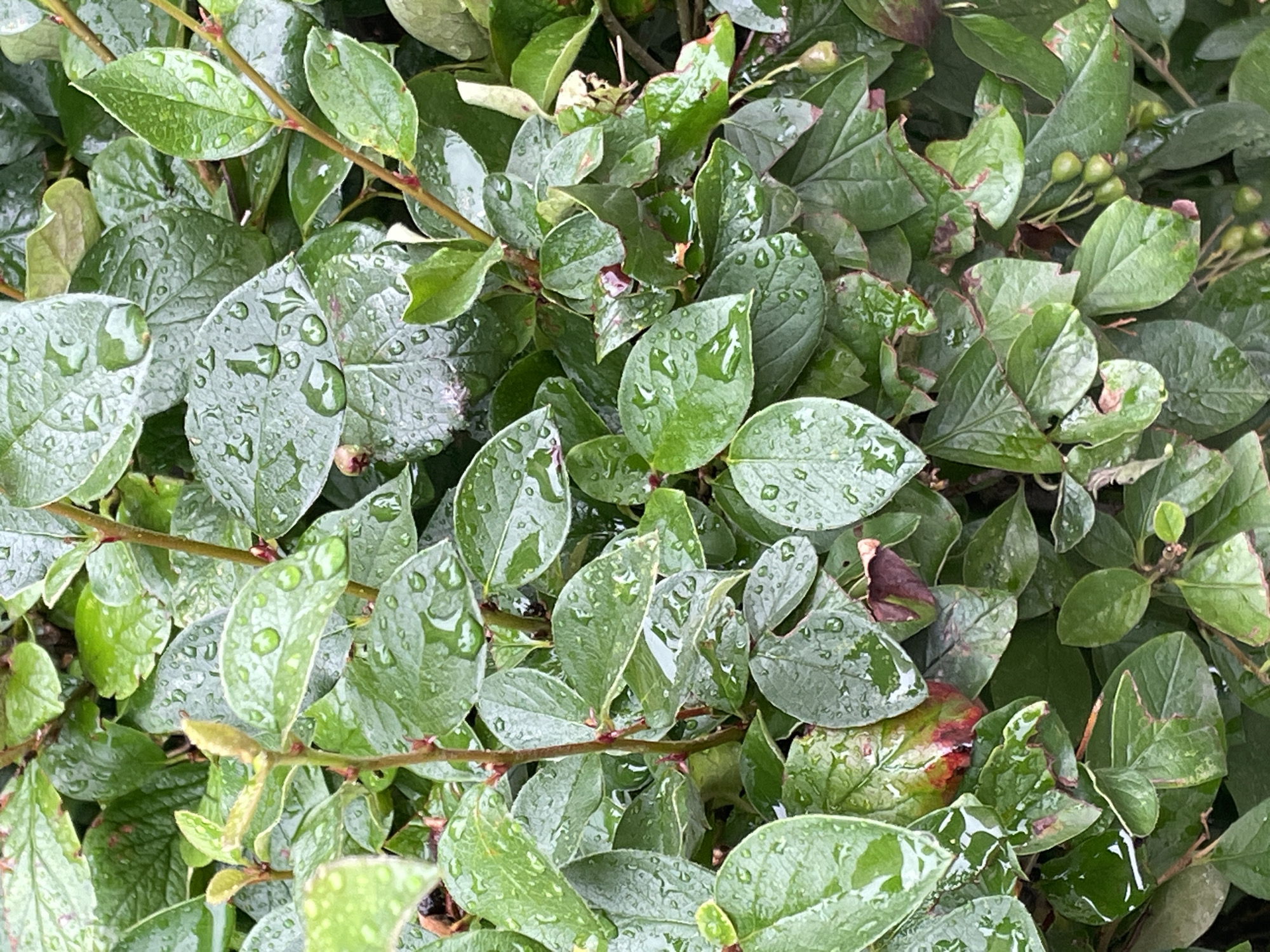 This is a close-up, eye-level photograph of a dense shrub with glossy green leaves, many of which are covered in water droplets, suggesting recent rainfall. The leaves are oval-shaped with serrated edges and are arranged alternately on thin, reddish-brown stems. Some leaves show areas of browning or reddish discoloration along the edges and veins, indicating possible damage or natural aging. Small, undeveloped green berries are visible in clusters on some of the stems towards the right side of the frame. The overall impression is of a wet, verdant, and somewhat overgrown bush. The scene is likely located in an outdoor environment within the city of Krasnogorsk, Russia, possibly in a park, garden, or natural area, given the presence of a common shrub. There are no people or any other identifiable objects or actions depicted in the image. The lighting appears to be diffused, consistent with overcast or post-rain conditions.