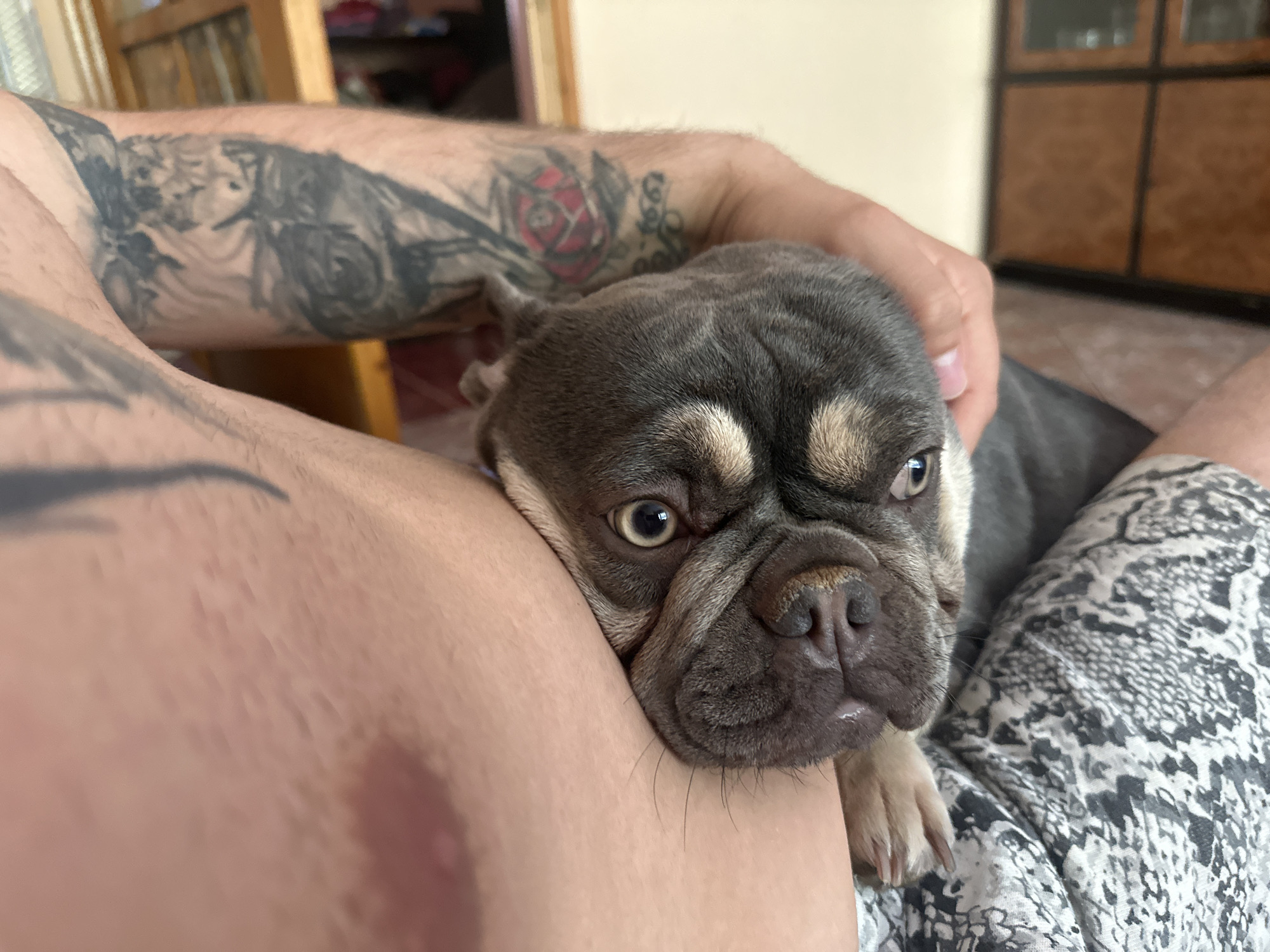 A French bulldog rests on a person's lap. The dog is gray with tan markings on its face and has large, round eyes. The person's arm, which is covered in tattoos, is visible behind the dog. The person is wearing black and white patterned pants. The background is blurry but appears to be an indoor setting with furniture. The image is taken from a close-up, eye-level perspective.