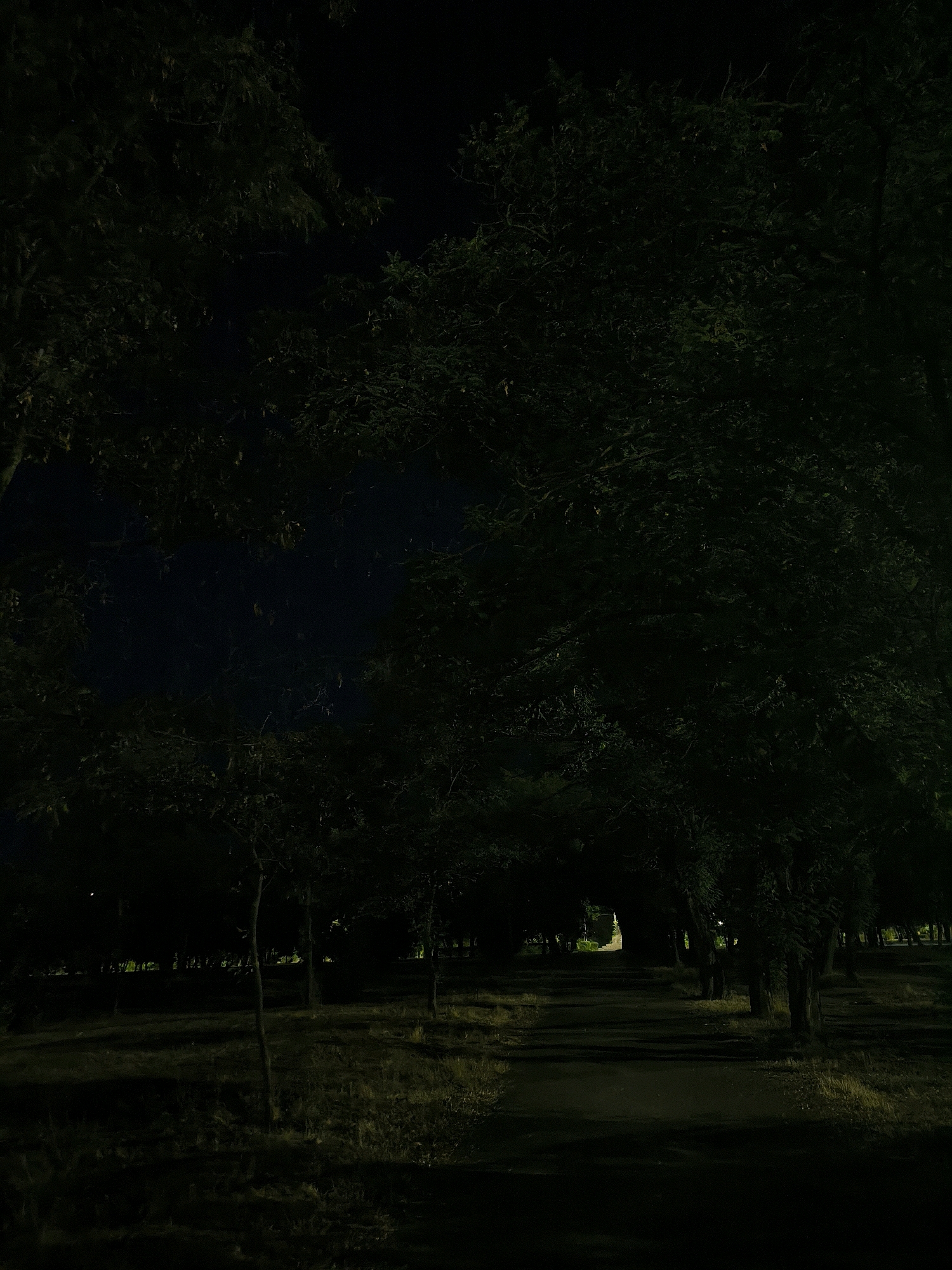 The image depicts a dimly lit path through a park at night. Tall trees with dense foliage line both sides of the path, creating a tunnel-like effect. The path itself appears to be paved and is largely in shadow, with patches of light filtering through the trees. Dry grass and fallen leaves are visible on the ground next to the path. In the distance, the path opens up to a brighter area, possibly a clearing or a street, with some indistinct structures visible. The overall atmosphere is dark and somewhat mysterious, with the limited light suggesting it is either late at night or a heavily shaded area. There are no people or animals visible in the scene. The location is identified as a park in the city of Mykolaiv, Ukraine.