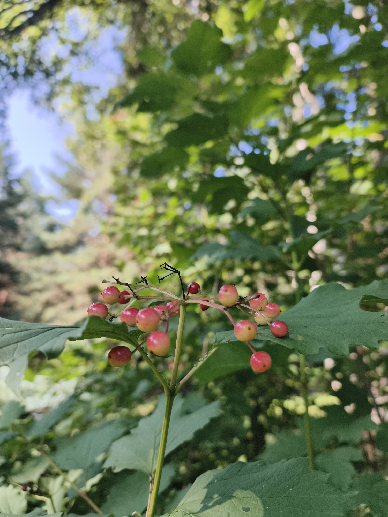 The image is a close-up, low-angle shot of a cluster of red berries on a branch, set against a blurred background of green foliage and a dappled blue sky. The berries are small, round, and appear to be ripening, with some showing a yellowish hue and others a deeper red. They are attached to thin, dark stems, which in turn emerge from a central stalk. A large, green leaf is prominent in the foreground, partially obscuring the berries. The background suggests an outdoor, natural environment, likely a forest or park, with sunlight filtering through the leaves, creating bright highlights and soft shadows. There are no people or identifiable structures visible in the image. The location is stated as Катунь, Russia, which is a settlement in the Altai Republic.