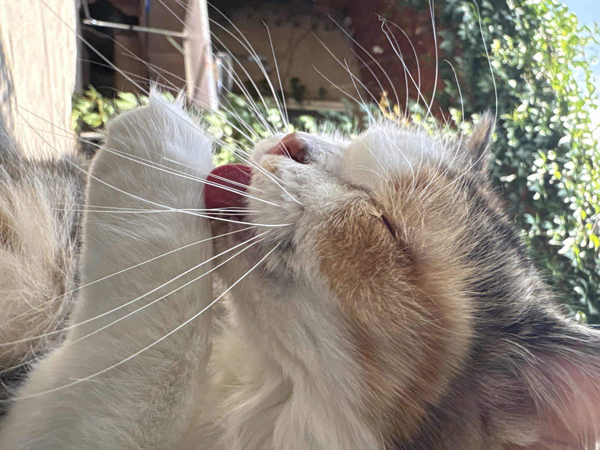 A close-up, side-profile photograph shows a calico cat licking its paw. The cat's eyes are closed, and its pink tongue is extended, touching its white paw. Long, white whiskers fan out from the cat's face. The background is softly blurred, featuring green foliage and a hint of an outdoor setting with a table and chairs. The image appears to be taken outdoors during daylight hours, with sunlight illuminating the scene. There are no people present in the image. The location is not specified to be Almaty, Kazakhstan, or any other city.