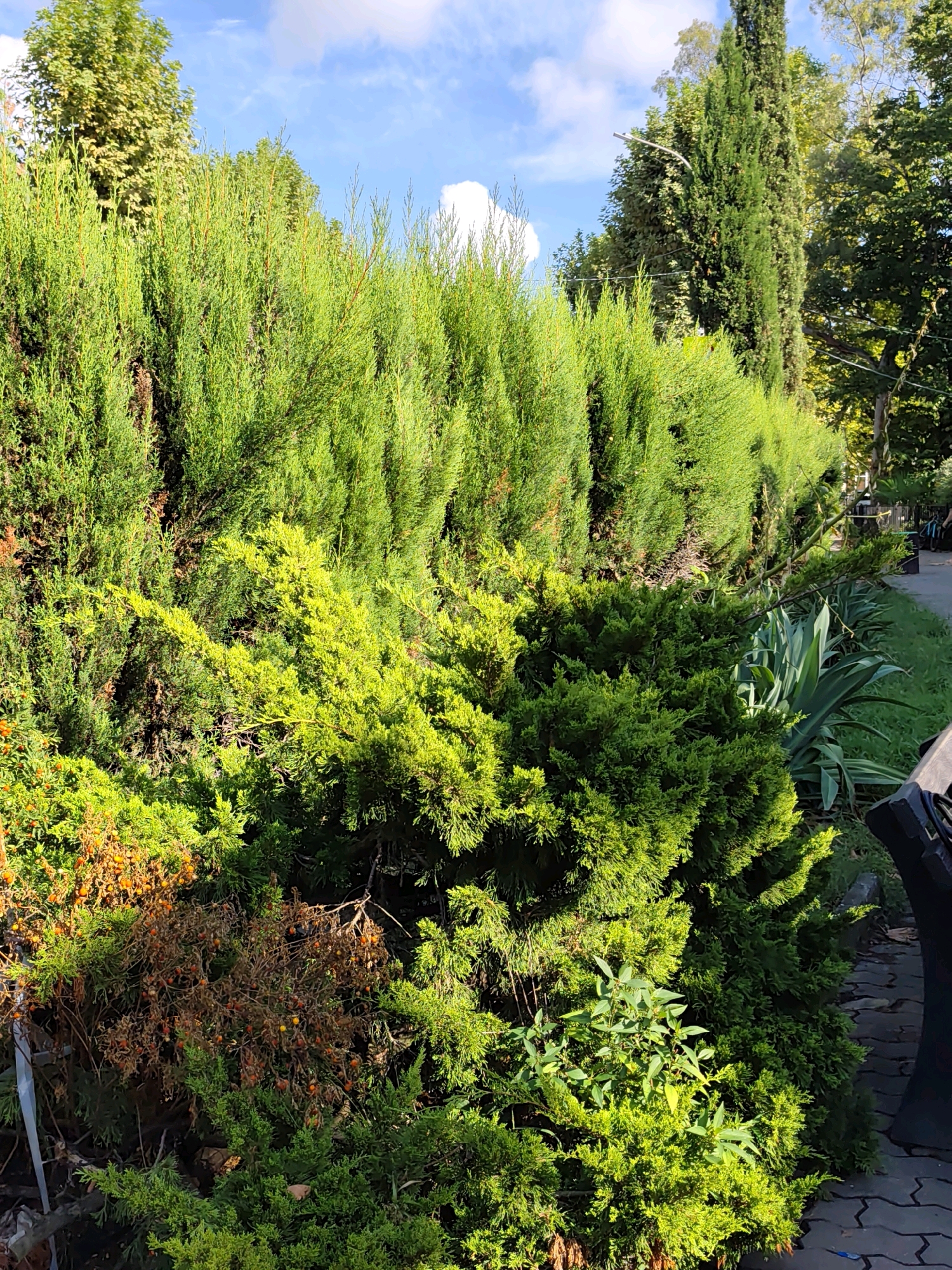 The image shows a row of lush green coniferous trees forming a dense hedge, likely in Sochi, Russia, given the context. The hedge is illuminated by bright sunlight, casting distinct shadows. In the foreground, the foliage is thick and varied in texture, with some sections appearing brighter and more vibrant than others. Among the green branches, there are some elements of dried brown foliage, dotted with small, round orange fruits, possibly berries or seed pods, indicating a seasonal change or the presence of a different plant interspersed within the hedge. Further back, a tall, slender cypress tree stands prominently against a bright blue sky with scattered white clouds. To the right of the hedge, a paved pathway or sidewalk is visible, bordered by grass and some larger, spiky green plants. The overall impression is of a well-maintained outdoor area, possibly a garden or park, bathed in natural light.