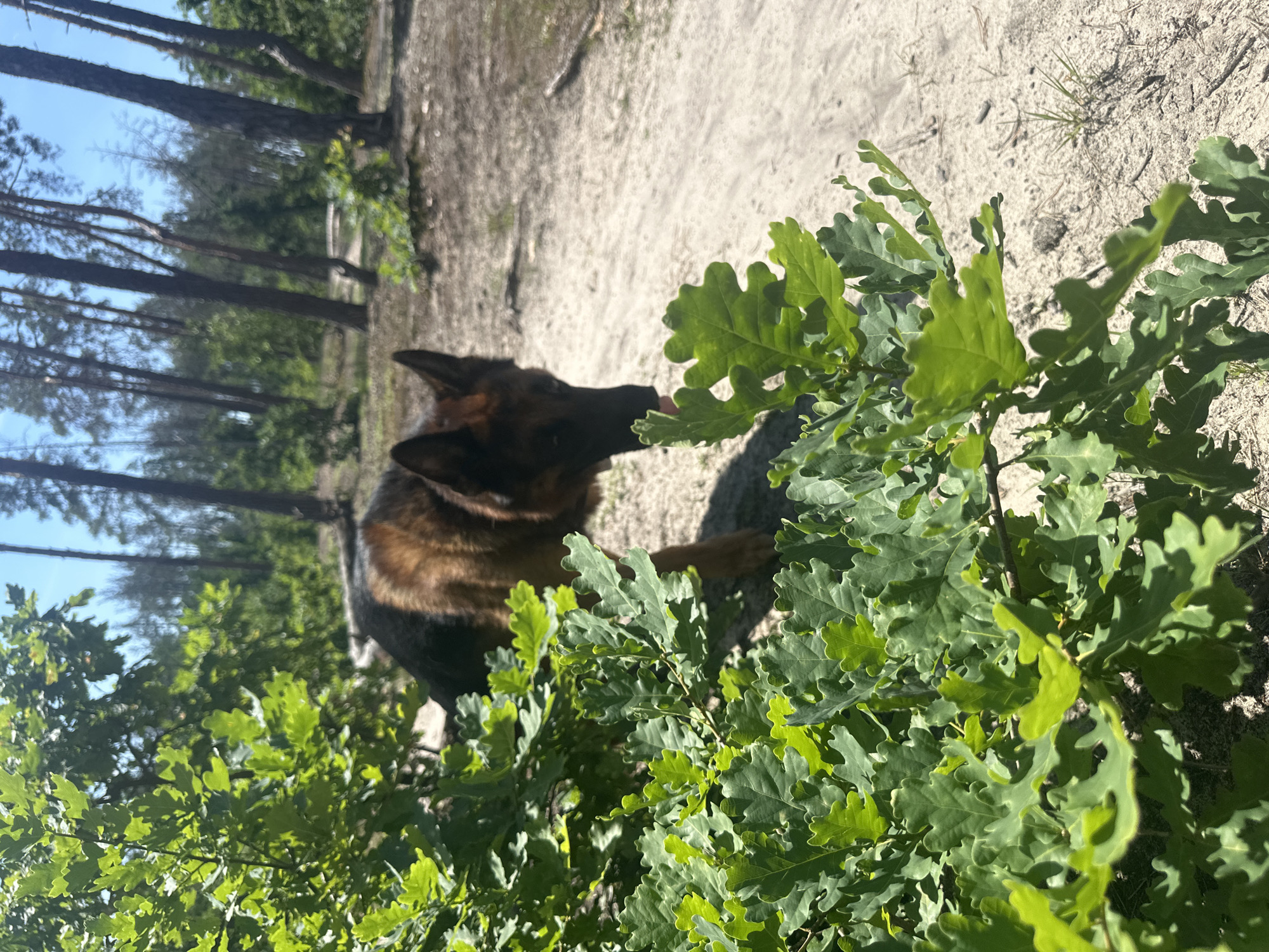 The image depicts a German Shepherd dog in a natural outdoor setting, likely a wooded area with sandy ground. The dog is the primary subject, with its head and upper body visible. It appears to be reaching out with its tongue towards a cluster of vibrant green oak leaves in the foreground. The leaves are large and lobed, characteristic of oak foliage, and are brightly lit, suggesting it is daytime.
The background shows a sandy path or clearing with scattered pine trees. The trees are tall and slender, with dark bark and visible branches, some of which are bare. The ground is a light sandy color with some dried pine needles and sparse green grass. The lighting suggests it is a sunny day, casting distinct shadows from the leaves and the dog.
The scene is captured from a low angle, looking up slightly at the dog and the leaves, with the background blurred. The orientation of the image is tilted, adding a dynamic perspective to the shot. No people are visible in the frame. The overall mood seems relaxed and natural, with the dog engaged in a simple interaction with its environment. There is no visible text in the image.