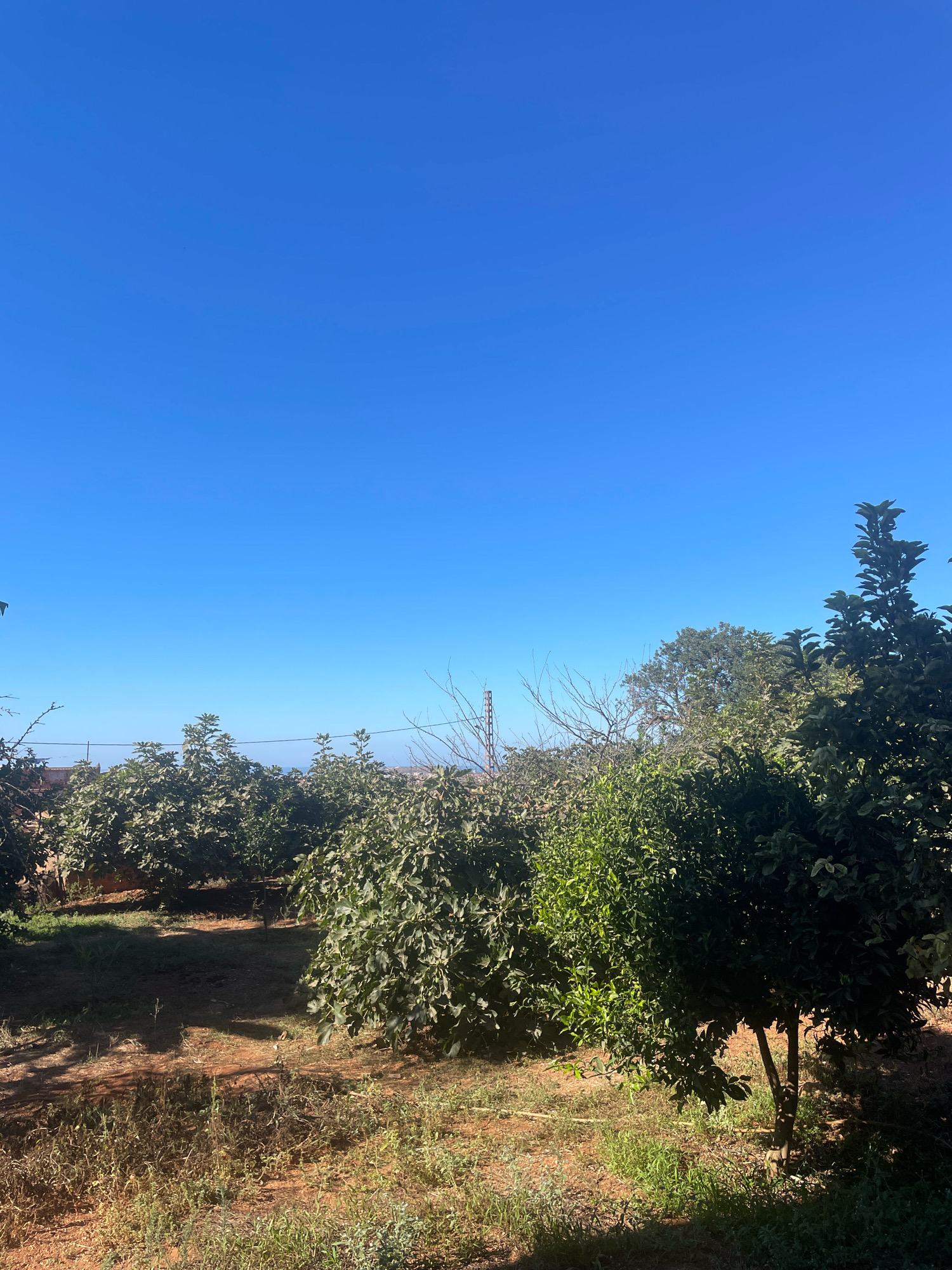 An outdoor, eye-level, medium shot captures an orchard on a clear day, with a vibrant, cloudless blue sky dominating the upper portion of the frame. The lower half of the image displays rows of lush, green trees with dense foliage, indicative of fruit trees. The ground is a mix of dry, reddish-brown soil and patches of green grass and weeds, suggesting a somewhat arid environment. Some trees exhibit shadows cast by the bright sunlight. In the background, a few utility poles and indistinct structures hint at human habitation or infrastructure beyond the orchard. The scene appears peaceful and natural, possibly a rural area near Ghazaouet, Algeria.