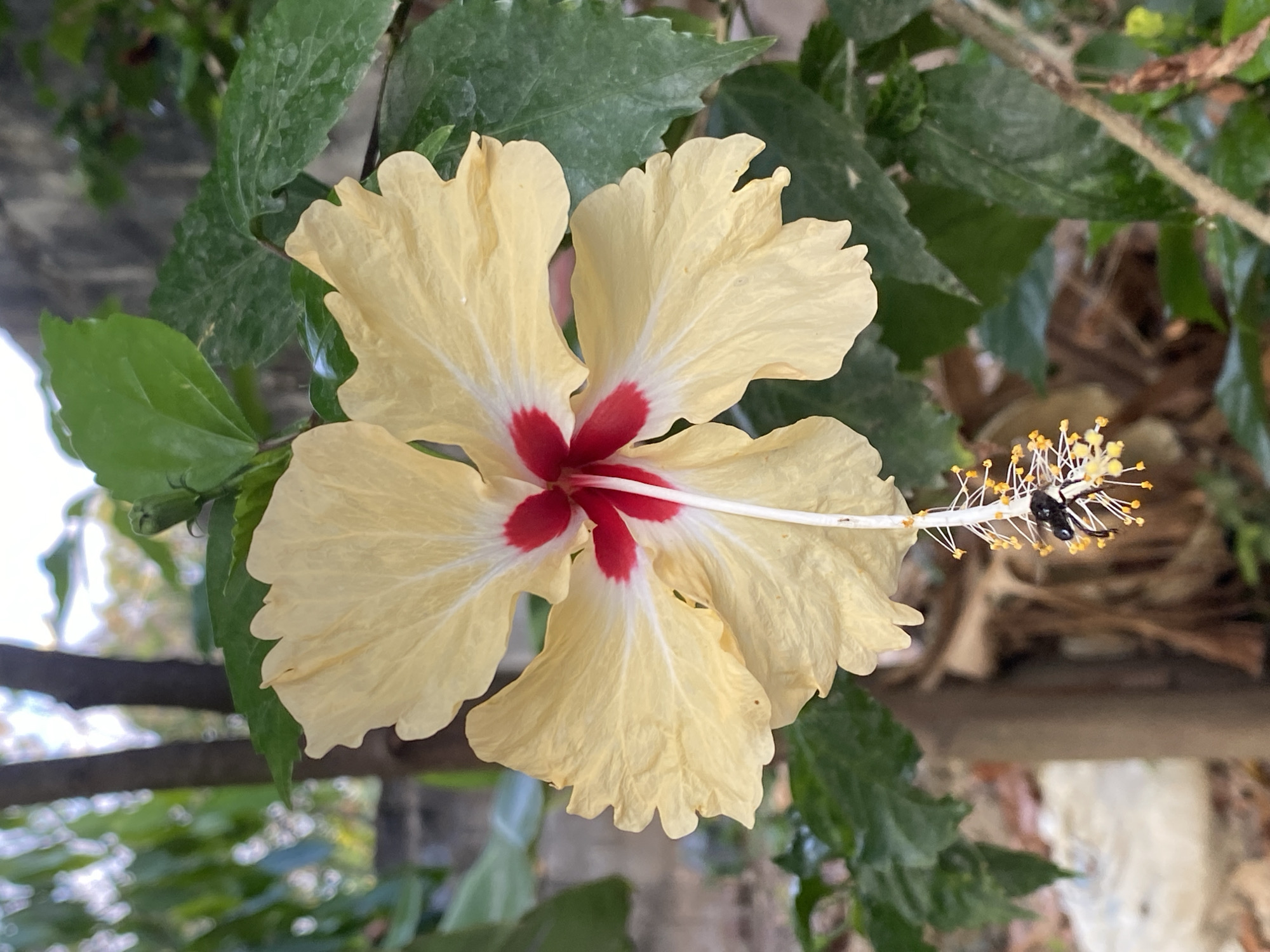 A high-angle, close-up shot depicts a light yellow hibiscus flower with a red center, amidst green leaves, likely in an outdoor setting. The location is Tinaquillo, Venezuela. An insect is visible on the flower's pistil.