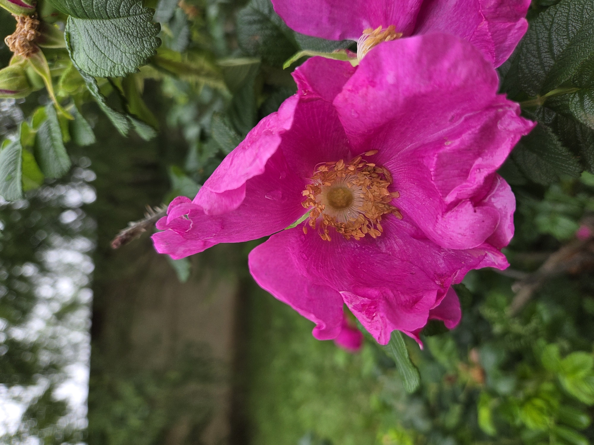 A close-up, shallow depth of field photograph captures a vibrant pink wild rose in bloom. The flower's petals, some slightly curled and wet, display delicate veins and folds. The center of the rose reveals stamens and pistils, a textured collection of yellow and brown. Dark green leaves and rose hips are visible in the background, slightly out of focus. The overall scene suggests an outdoor setting, possibly a garden or natural landscape. No people, structures, or specific identifiable landmarks are present in the image that would definitively place it in Birobidzhan, Russia.