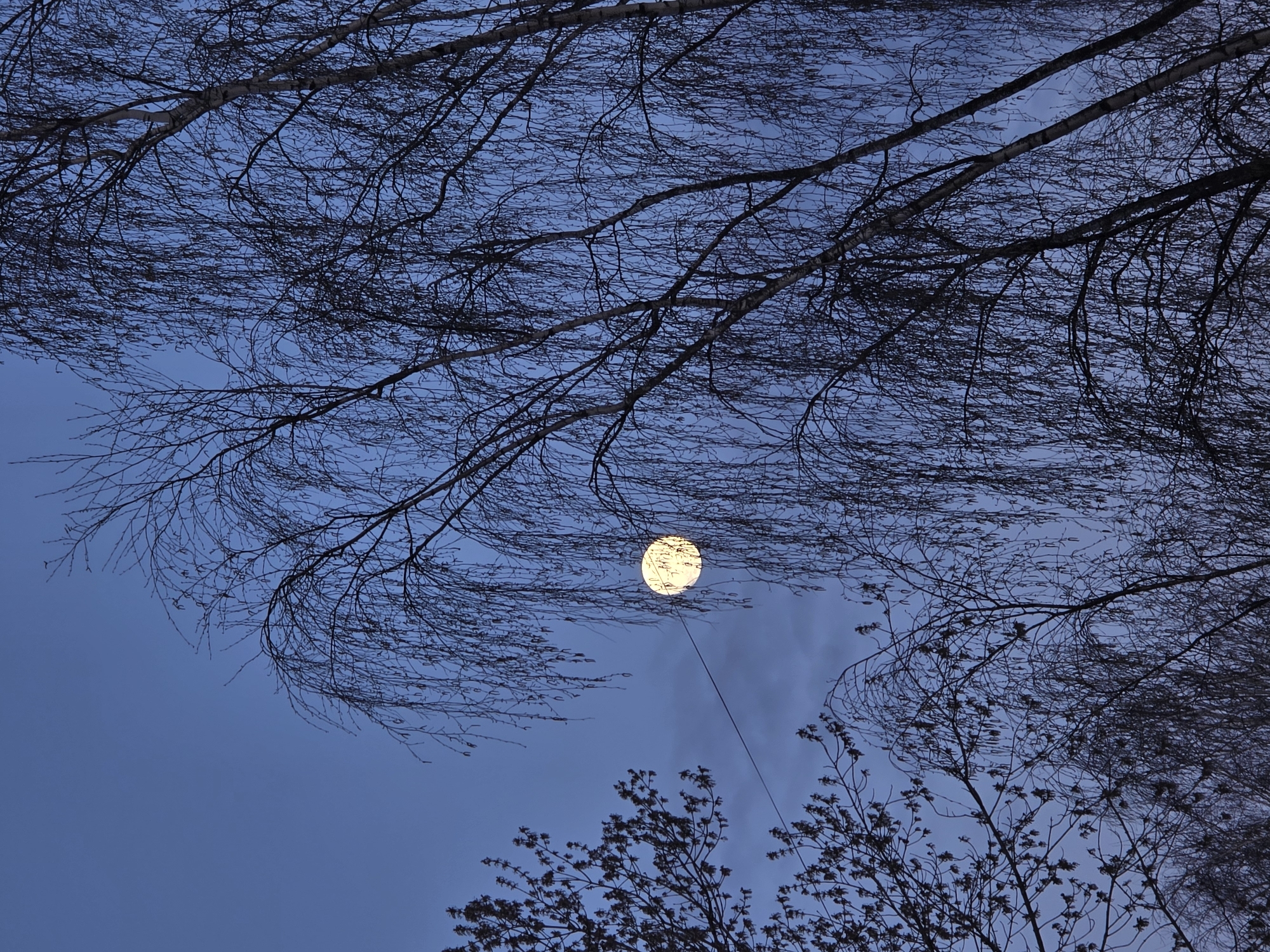 This image captures an outdoor scene at twilight or night in Chaikovsky, Russia. The sky, a deep blue, forms the backdrop for a dense network of bare tree branches, silhouetted against the dim light. The upper portion of the frame is filled with the intricate, delicate patterns of numerous fine, leafless branches, likely from birch trees, creating a web-like effect.
A prominent, bright, circular, yellowish light source, resembling a full moon, is centrally positioned. A thin, dark wire or cable extends downwards from this luminous sphere, indicating it is an artificial installation, such as a large spherical lamp or lantern, rather than the natural moon. Subtle wisps of clouds or atmospheric haze are visible around the light source. In the lower right of the image, the branches of another tree can be seen, appearing to have small buds or early leaves, suggesting the season is late winter or early spring. The scene is devoid of people or visible text, conveying a serene and somewhat mysterious atmosphere.
