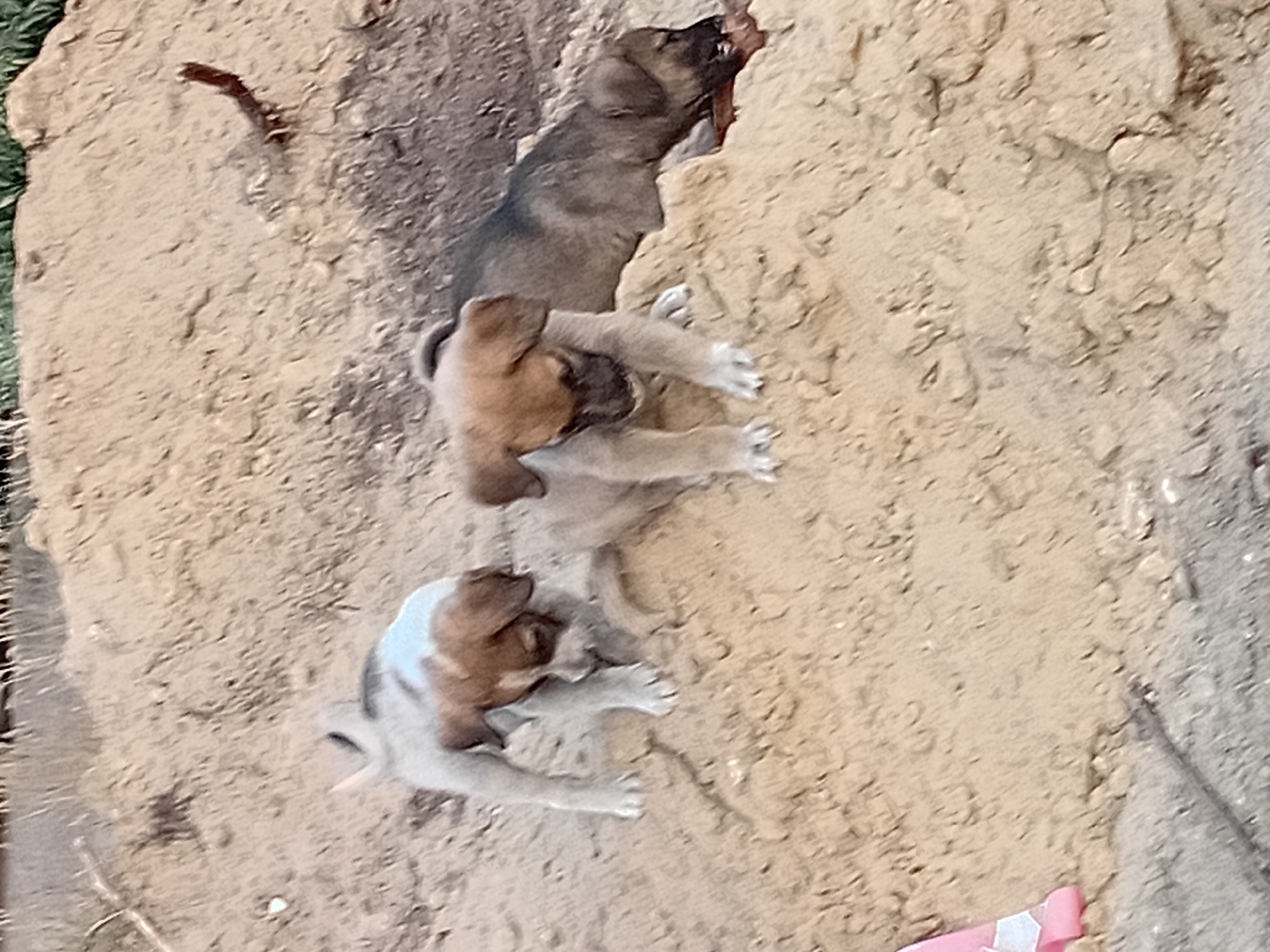 The image shows three puppies on a dirt pile. One puppy, with tan and white markings, is in the foreground on the left, facing left and looking down. To its right, a tan puppy is in the middle, facing the viewer and looking down. Behind the tan puppy, a darker brown puppy is on the right, lying down and chewing on a stick. The puppies are in an outdoor environment with a sandy, uneven ground. The location is specified as Semey, Kazakhstan.