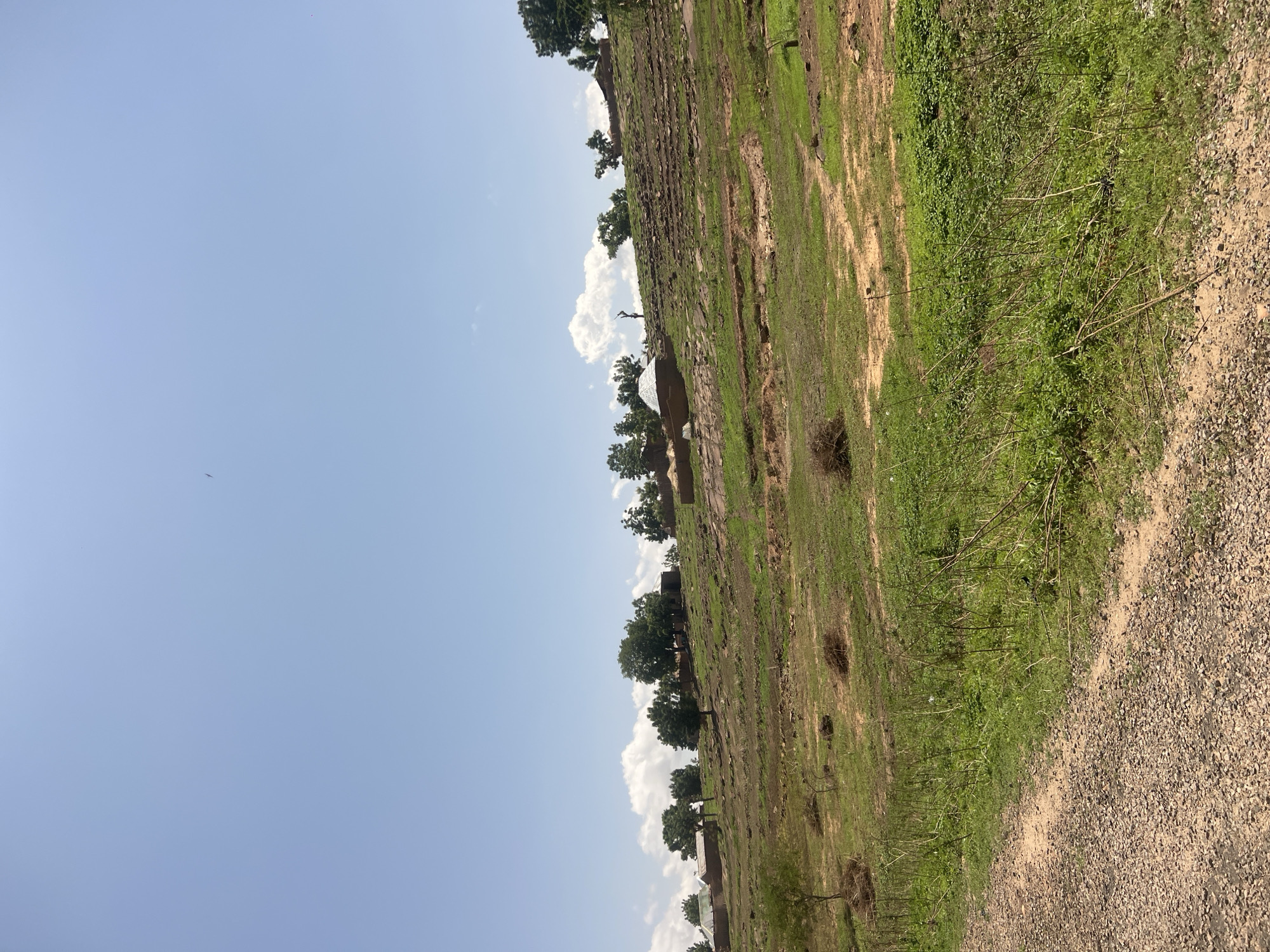 This image depicts a rural landscape within the city of Kwarge, Nigeria, under a bright, largely clear blue sky with scattered white cumulus clouds visible along the horizon. A small, dark speck, possibly an avian object, is present in the upper right quadrant of the sky. The central and background portions of the image feature a sloping hillside characterized by exposed reddish-brown earth, rock formations, and interspersed patches of green grass and low-lying shrubs. Numerous trees with dense green foliage are distributed across the hillside, forming a less dense line along the upper crest. Several traditional-style dwellings, constructed with earthen walls and featuring both conical/rounded thatched roofs and flatter, possibly metal roofs, are visible on the hillside among the trees. In the foreground, a rough, unpaved path made of gravel and compacted reddish-brown earth extends from the lower left towards the midground. No discernible people or explicit actions are present within the frame.