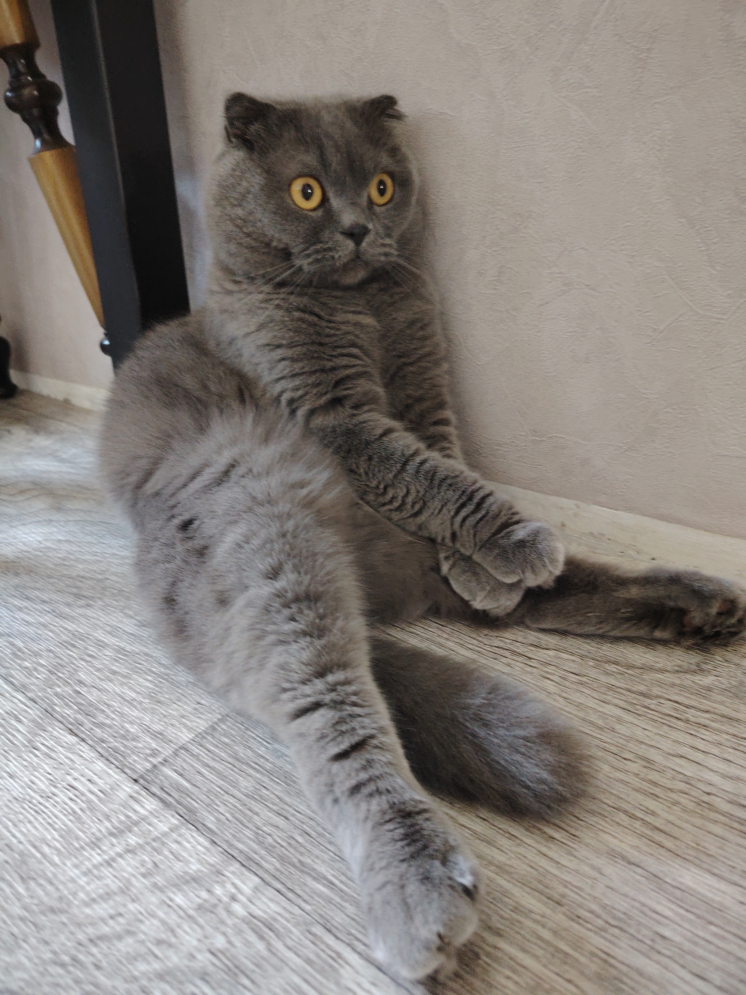 A gray Scottish Fold cat with yellow eyes is sitting on a light-colored wooden floor in the city of Марковский, Russia. The cat is leaning against a light beige wall and a black and brown table leg. The cat's front paws are crossed. One leg is stretched out on the floor.