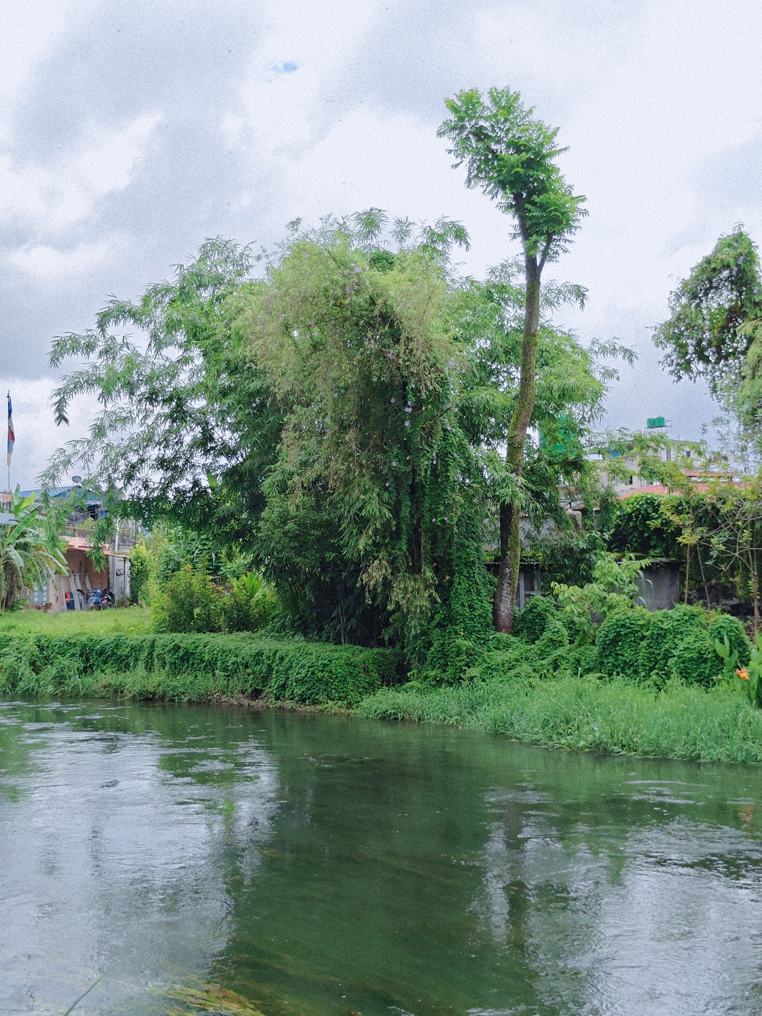 This image captures a serene scene along the Phewa Lake in Pokhara, Nepal. A slow-moving, greenish river occupies the foreground, its surface reflecting the overcast sky and the lush vegetation on its banks. Dense green foliage, including bamboo trees and other plants, crowds the riverbank, creating a natural wall of greenery. Beyond the foliage, buildings with reddish-brown roofs and lighter colored walls are visible, suggesting a semi-urban or residential area. A flag, possibly of Nepal, flutters on a flagpole to the left of the frame, adding a subtle national identifier. The overall atmosphere is tranquil and natural, with a hint of human habitation interspersed within the verdant landscape.