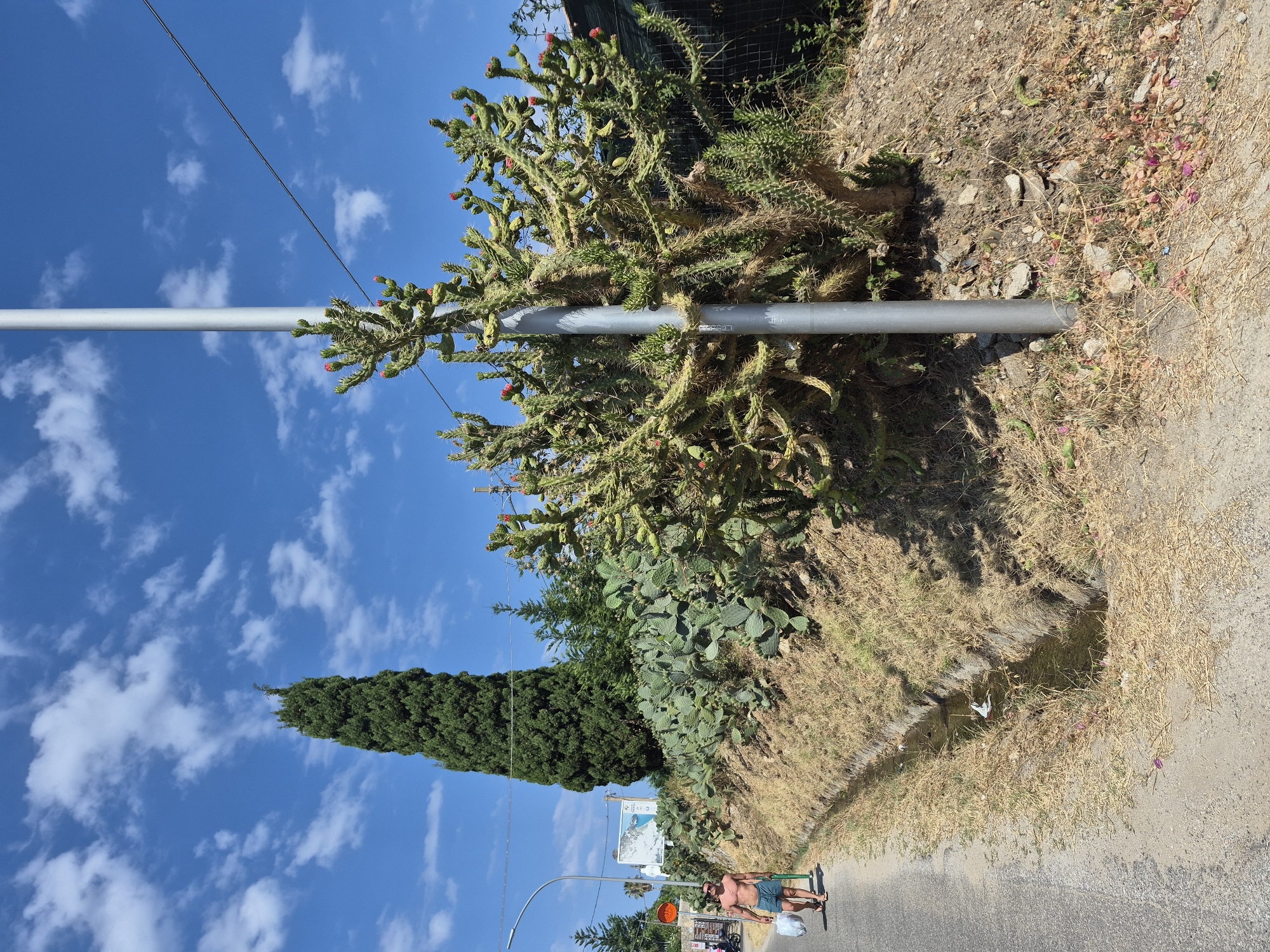 A man walks along a paved road adjacent to a dry, grassy embankment in Tropea, Italy. The embankment is overgrown with various types of cacti, including prickly pear and a large cholla cactus with red flowers. A tall, slender cypress tree stands prominently on the embankment behind the cacti. The sky above is blue with scattered white clouds. A thin irrigation ditch runs along the side of the road, containing some water and debris. A metal pole, likely a lamppost, is situated near the cholla cactus. The man is shirtless, wearing blue shorts, and carrying two white plastic bags. He is walking away from the camera towards the left side of the frame. A wire is strung across the upper portion of the image, connected to the metal pole.