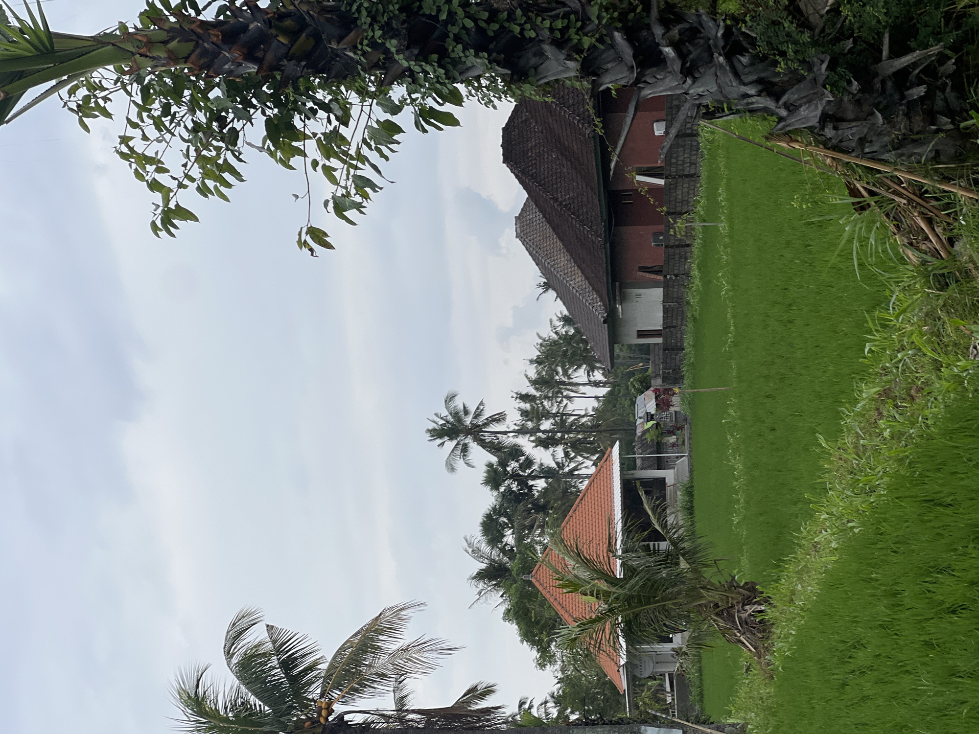The image depicts a rural landscape in Abang, Indonesia. In the foreground, a vibrant green rice field stretches across the scene, bordered by lush vegetation and a prominent, weathered palm tree trunk on the right. Beyond the field, a cluster of buildings is visible. The most distinct structure on the left is a building with a distinctive orange-tiled, pyramid-shaped roof, set on stilts and surrounded by a veranda. To its right, two other houses with dark, tiled, gabled roofs are situated behind a low brick wall. Several palm trees and other tropical foliage are scattered throughout the background, contributing to the tropical ambiance. The sky is overcast with a pale, cloudy texture, suggesting a diffused light throughout the day. There are no people or animals visible in the frame.