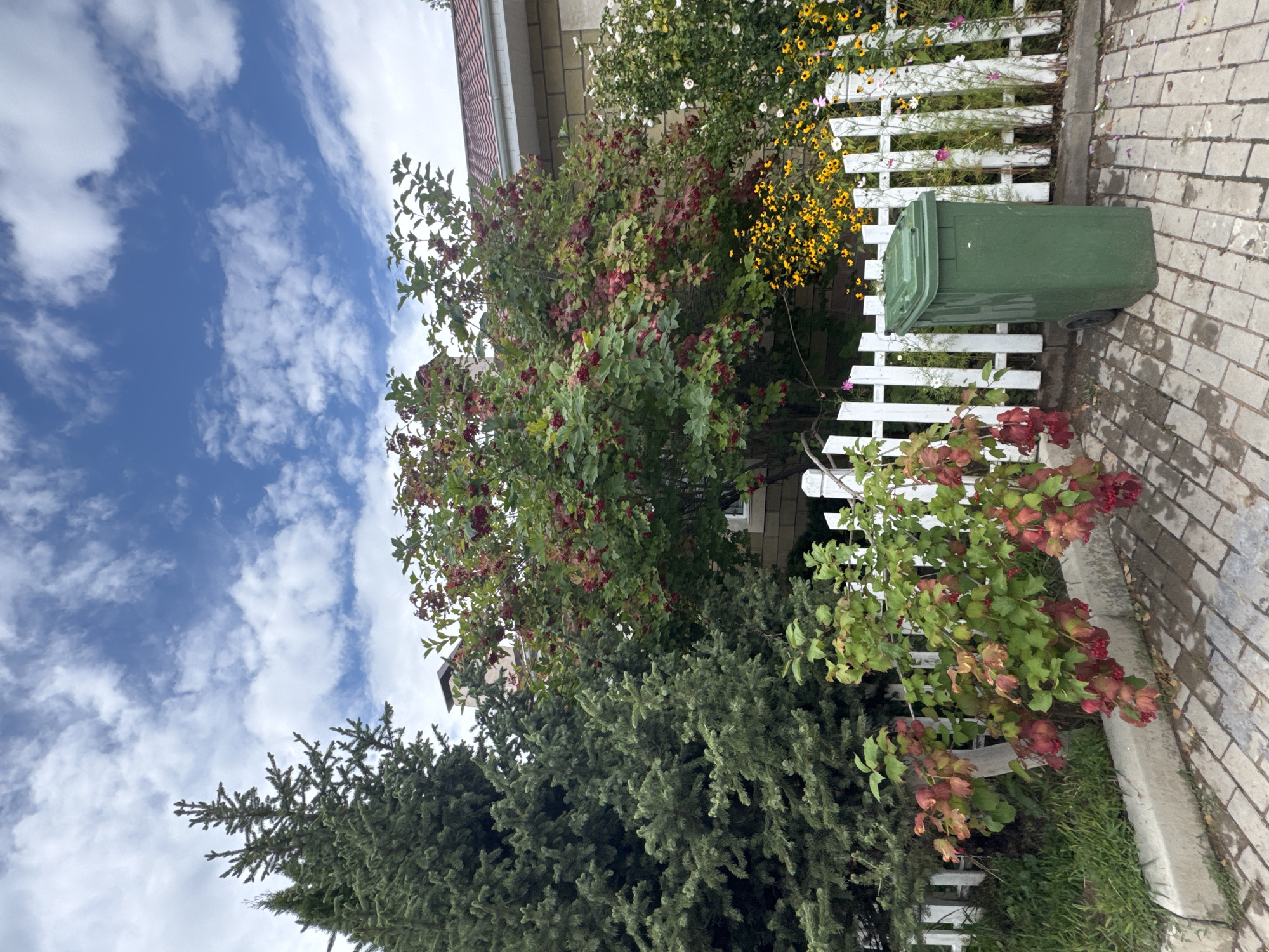 The image depicts a green trash bin positioned on a paved pathway in a residential setting, likely in Sary-Oy, Kyrgyzstan. To the left of the bin, a white picket fence encloses a garden area. Behind the fence, a large tree with red berries and green leaves is prominent, with a tall evergreen tree to its left. Further in the background, a building with a tiled roof and brick facade is visible, along with a chimney. The sky above is a clear blue with scattered white clouds. The pathway appears to be constructed of rectangular stone or brick pavers, some of which are wet, suggesting recent rain. The overall scene conveys a domestic outdoor environment with vegetation and structural elements typical of a residential area.