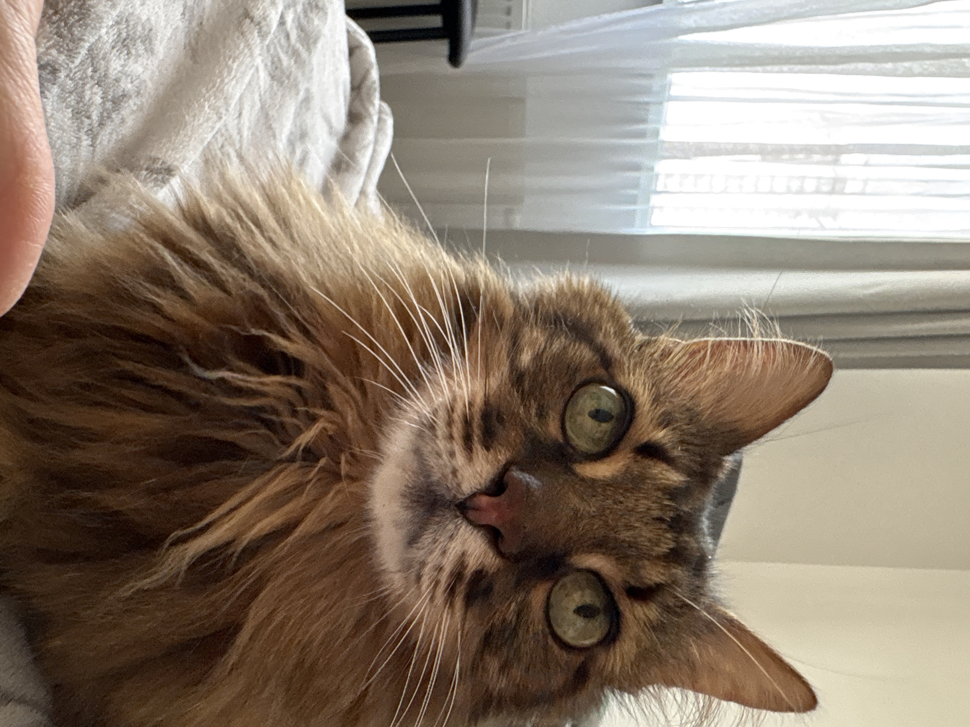 An eye-level medium shot captures a close-up of a long-haired tabby cat with green eyes, its face filling most of the frame. The cat is positioned on a textured, light-colored blanket, likely a bed. The background is softly blurred, revealing a window with sheer white curtains on the left, through which faint light and the outlines of buildings are visible, suggesting an urban setting. The general atmosphere is domestic and calm. The cat's fur is a mix of brown and orange hues, with prominent white whiskers. The lighting appears to be natural, coming from the window. The scene is set indoors, in what seems to be a bedroom. There is no specific information to indicate the location is in Kyiv, Ukraine.
