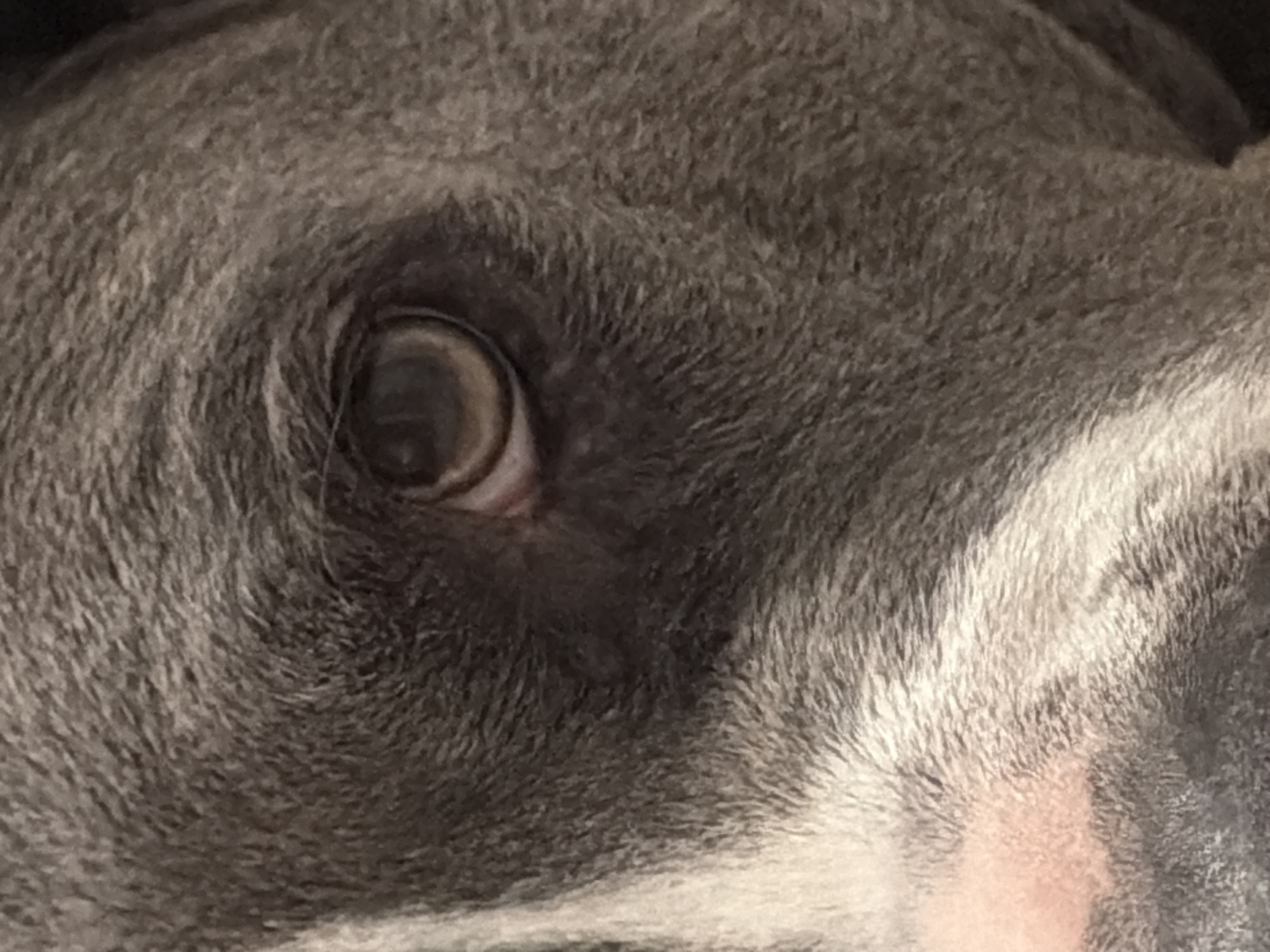 The image shows a close-up of a dog's face, specifically focusing on its eye. The dog has gray and white fur. No location in Esch-sur-Alzette, Luxembourg is apparent in the image.