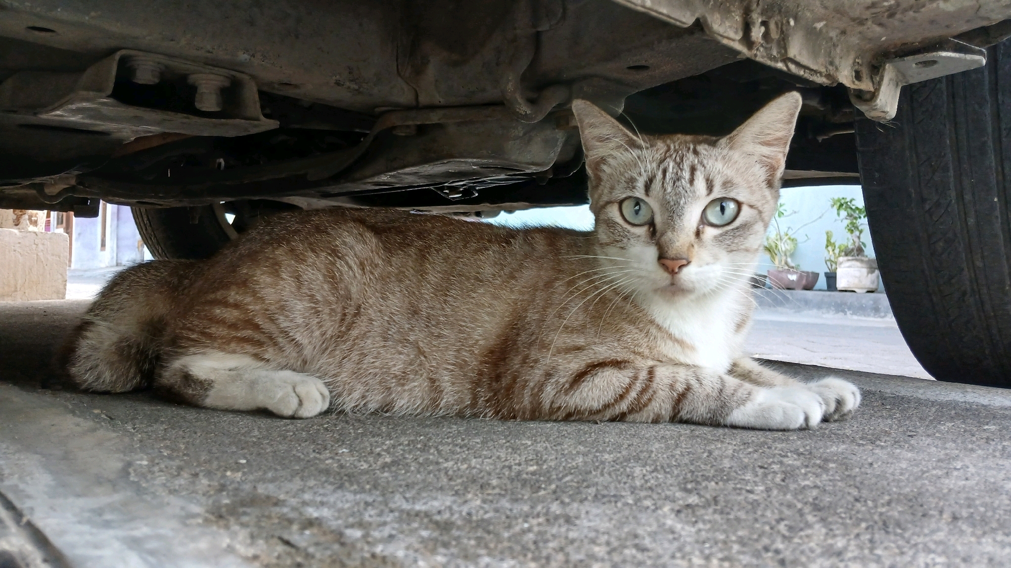 A tabby cat with light blue eyes lies on a concrete surface under a car. The car's undercarriage is visible, with bolts and structural components. To the right, a car tire is partially visible. In the background, a blue wall is adorned with potted plants. The scene appears to be outdoors, possibly in Kloncing, Indonesia, given the environmental context. The cat is looking towards the camera.