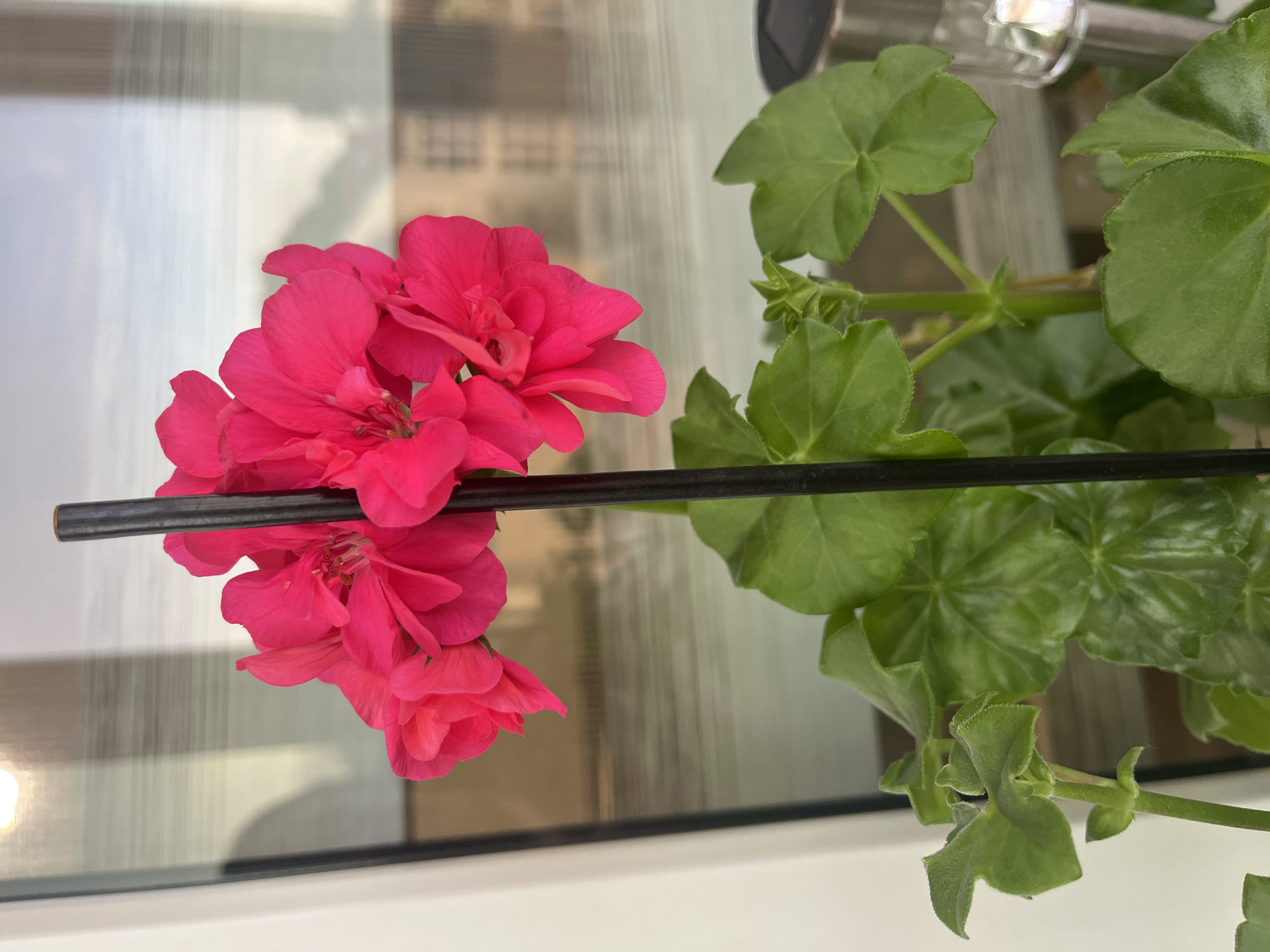 A vibrant fuchsia-pink flowering plant, identified as a geranium (Pelargonium), is prominently featured indoors next to a window. The plant displays multiple clusters of bright pink blossoms and numerous green, lobed leaves that have a slightly textured, almost velvety surface. A slender black support rod runs vertically through the plant, extending from the bottom to the upper section, situated between the flowers and leaves.
The background is the window, showing blurred reflections and translucent views of the exterior. These reflections suggest either architectural elements, such as a building, or interior window dressings like venetian blinds, which create vertical and horizontal lines across the glass. A diffused bright light is visible in the upper left, indicating it is daytime. The plant rests on a clean white windowsill or frame that forms the lower edge of the image. A small, clear, and reflective object, possibly part of a window fixture, is partially visible in the upper right corner. No activity is taking place, and there is no visible text. The setting is an indoor space in Dobrich, Bulgaria.