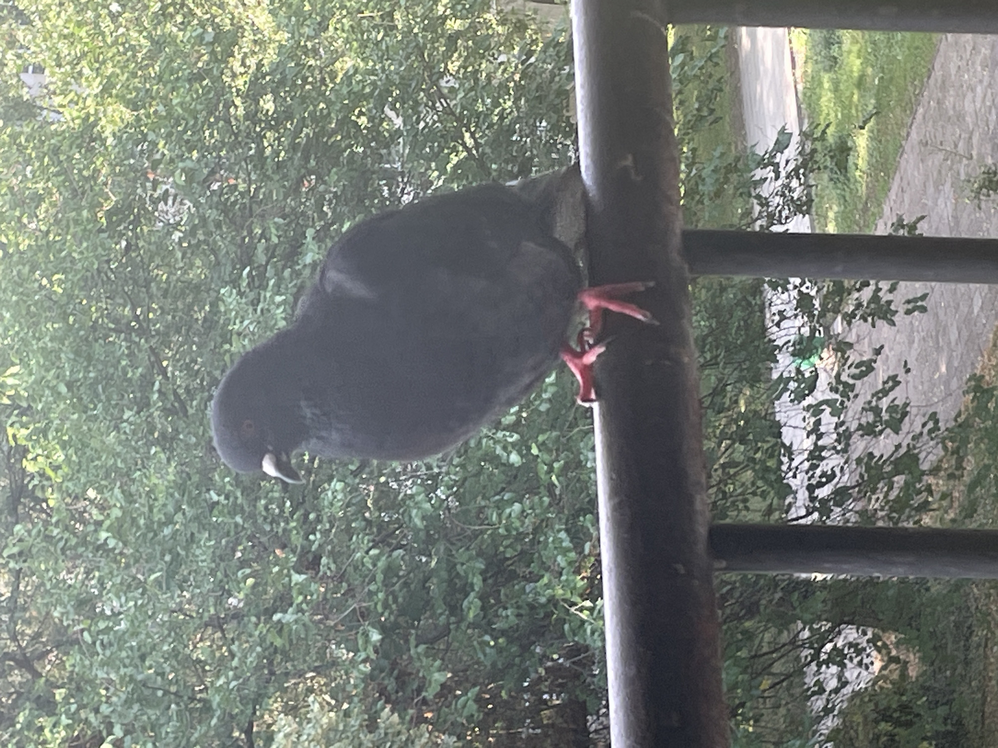 A dark-colored pigeon with bright red feet perches on a dark-colored metal railing. The pigeon faces to the left, with its beak slightly open. Behind the pigeon, a dense wall of green foliage from trees and bushes fills the background. In the lower right portion of the image, a paved walkway and green grass are visible, suggesting an outdoor urban or suburban setting. The lighting suggests it is daytime, possibly late afternoon or early morning due to the soft light and slight shadows.