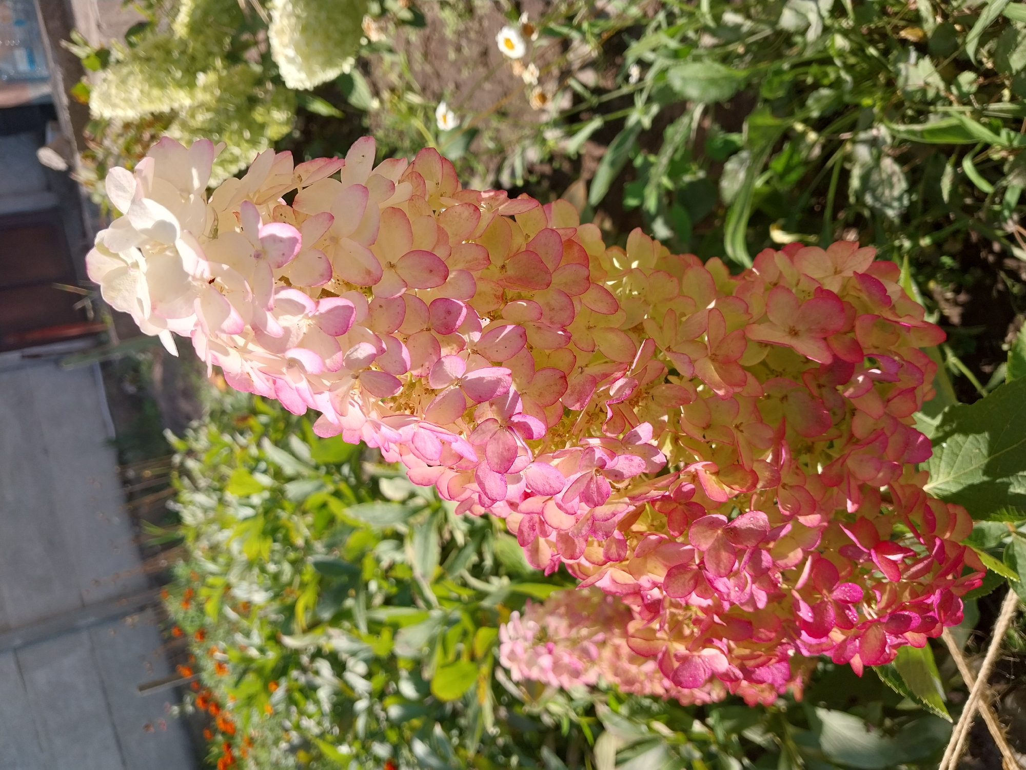 A close-up, vertical shot shows a blooming hydrangea with clusters of flowers in shades of white, pale pink, and deep pink. The flowers are densely packed, creating a cone-like shape. The background is a garden with green foliage, some smaller white flowers, and dry soil. In the far background, a grey concrete wall and part of a building are visible. The scene suggests a sunny day in an outdoor garden.