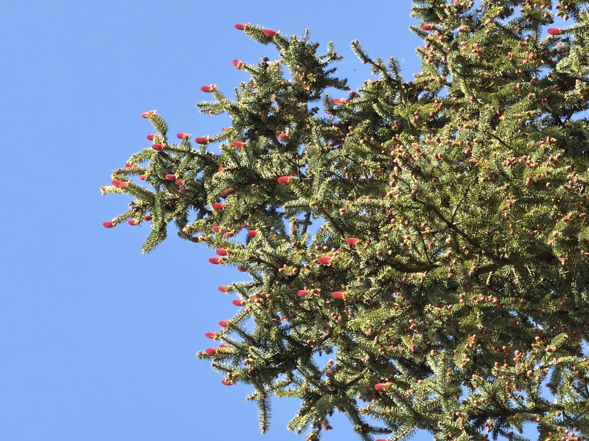 A close-up shot captures the branch of a coniferous tree set against a clear blue sky. The tree is adorned with numerous small, vibrant red cones at the tips of its needles, and interspersed amongst the foliage are smaller brown structures, possibly older cones or buds. The location in Esch-sur-Alzette, Luxembourg is not discernible from the image.