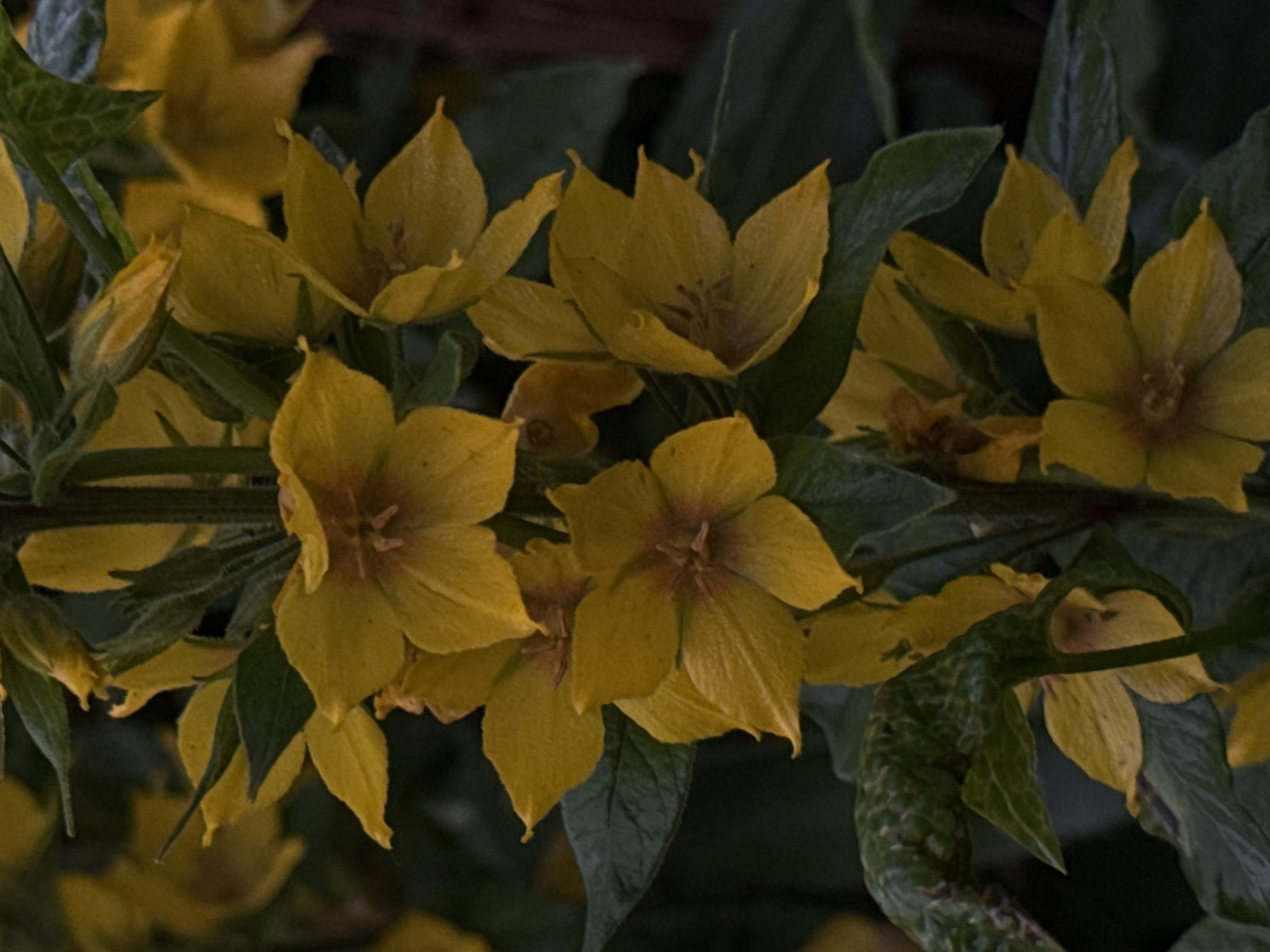 A close-up, vertically oriented photograph showcases a cluster of yellow flowers with five petals each, exhibiting a slightly ruffled texture. The flowers are attached to a central stem, surrounded by dark green foliage. The lighting is dim, creating a moody atmosphere. The scene is likely a garden or natural setting, and there is no indication of the specific location within Ufa, Russia, or any people present.