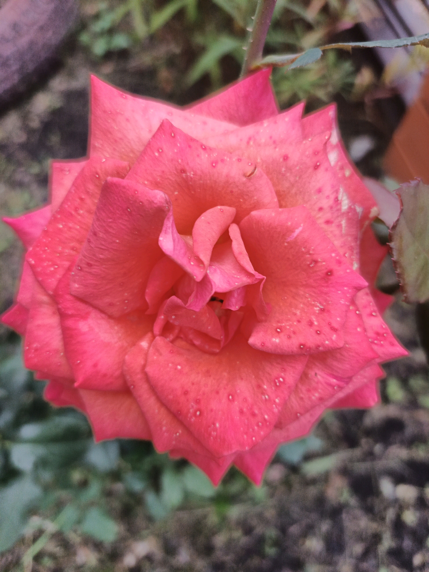 A close-up, overhead shot captures a vibrant pink rose, likely in a garden setting in Bessonovka, Russia. The rose is fully bloomed, with its petals unfurling in a spiral. Small, dew-like droplets are scattered across the surfaces of the petals, suggesting recent moisture. The background is softly blurred, showing hints of green foliage and dark soil, indicating an outdoor environment. The lighting is natural, highlighting the texture and color of the rose. There are no people or animals visible in the frame.