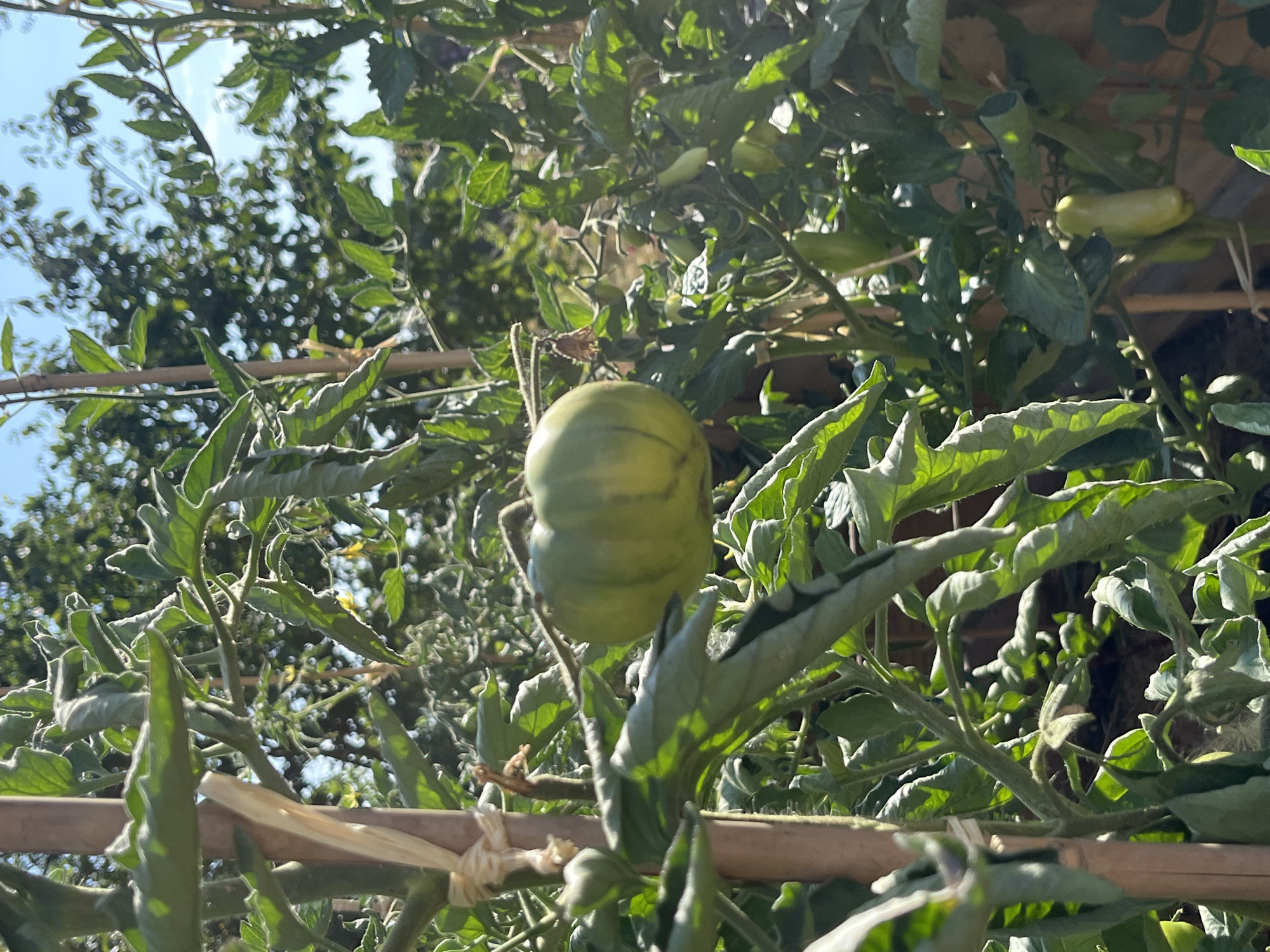 A green tomato hangs from a vine in a garden, its smooth skin dappled with sunlight. The tomato is round with subtle striping. The vine is supported by a wooden stake tied with twine. Lush green leaves surround the fruit, some wilting slightly. In the background, more tomato plants and trees are visible under a bright blue sky with scattered clouds. The scene appears to be outdoors, likely in a residential garden, based on the presence of garden stakes and cultivated plants. The location is Saint-Vith, Belgium.