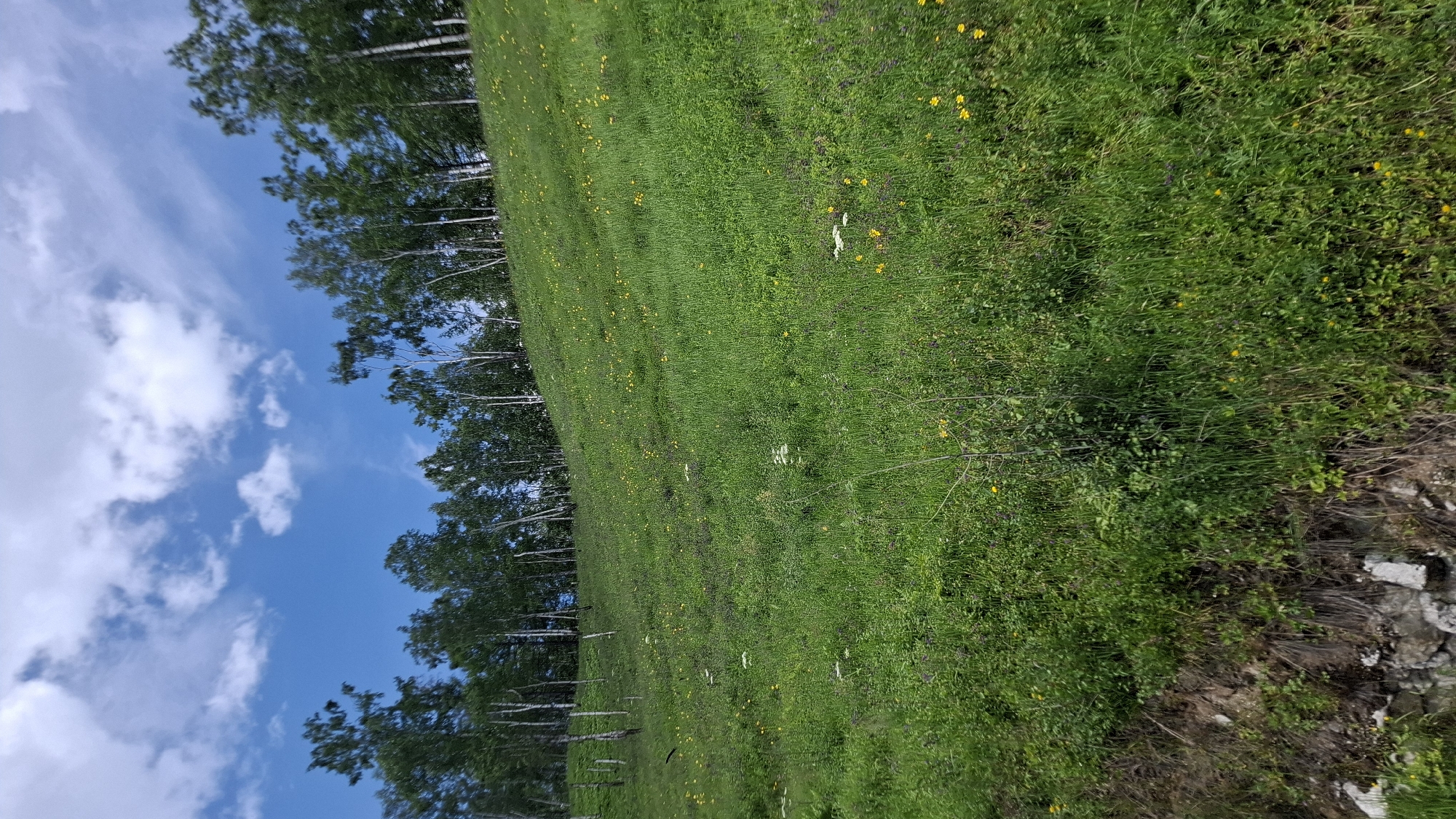 The image depicts a grassy hillside dotted with small yellow flowers under a partly cloudy blue sky. A line of deciduous trees with light-colored bark runs along the crest of the hill. The foreground shows a steep incline covered in dense green grass, with some rocks and exposed earth at the very bottom left. The scene is a natural landscape, likely a meadow or pasture, in a rural or semi-rural setting. Given the context of Slyudyanka, Russia, this scene is consistent with the natural terrain surrounding the city, which is known for its picturesque landscapes and proximity to Lake Baikal. There are no people or man-made structures visible in the image.