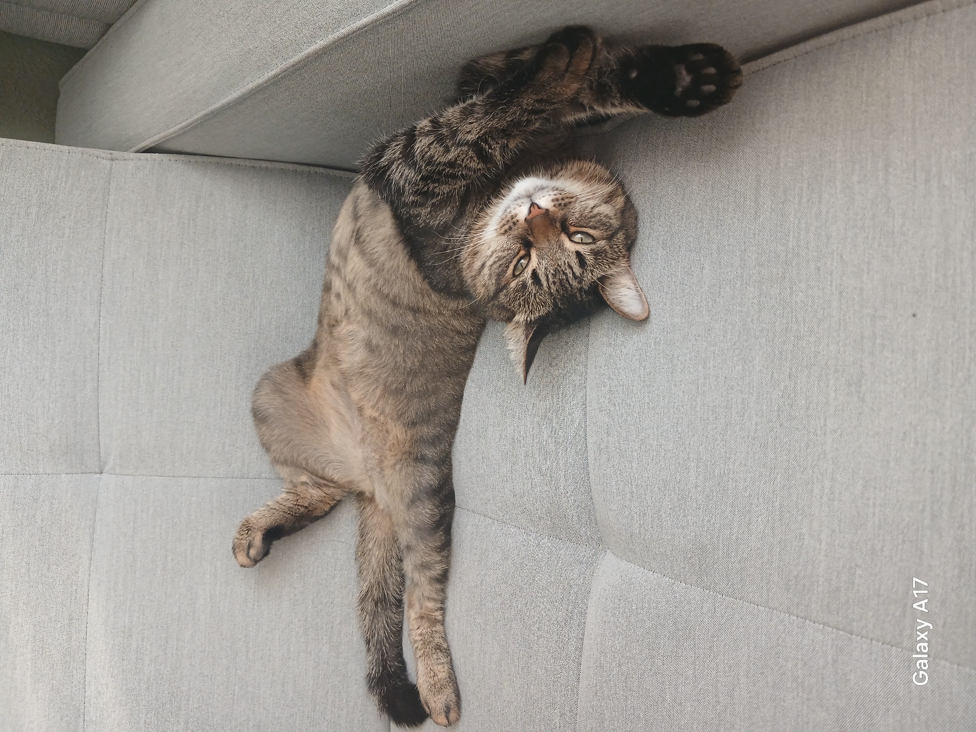 A gray tabby cat is lying on a light gray sofa. The cat is upside down with its head near the top of the frame and its body stretching diagonally downwards. Its paws are extended upwards towards the edge of the sofa. The cat is looking directly at the camera with its green eyes. The sofa appears to be a modern style with a textured fabric. The words "Galaxy A17" are printed in the lower right corner. The location is unknown but not in Yekaterinburg, Russia, as there is no evidence to indicate that.