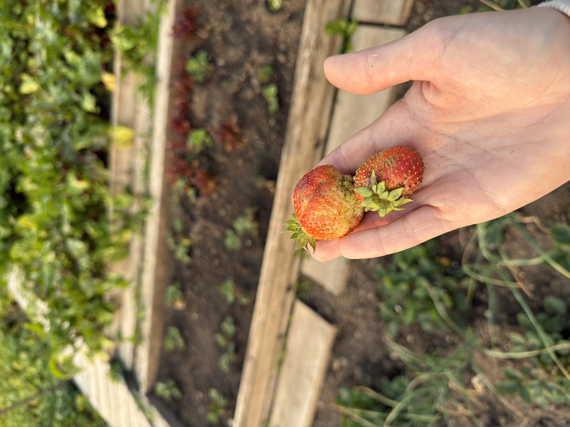 A close-up shot captures a person's hand holding two small, unripe strawberries against a blurred background of a garden in Zheleznodorozhnyi, Russia. The strawberries are red and yellow, with visible seeds. The hand is light-skinned, with visible lines and a slight sunburn. In the background, raised garden beds with green and red leafy vegetables are visible. Wooden planks form the borders of the garden beds, and the soil is dark and earthy. The lighting suggests it is daytime, with soft, natural light illuminating the scene.