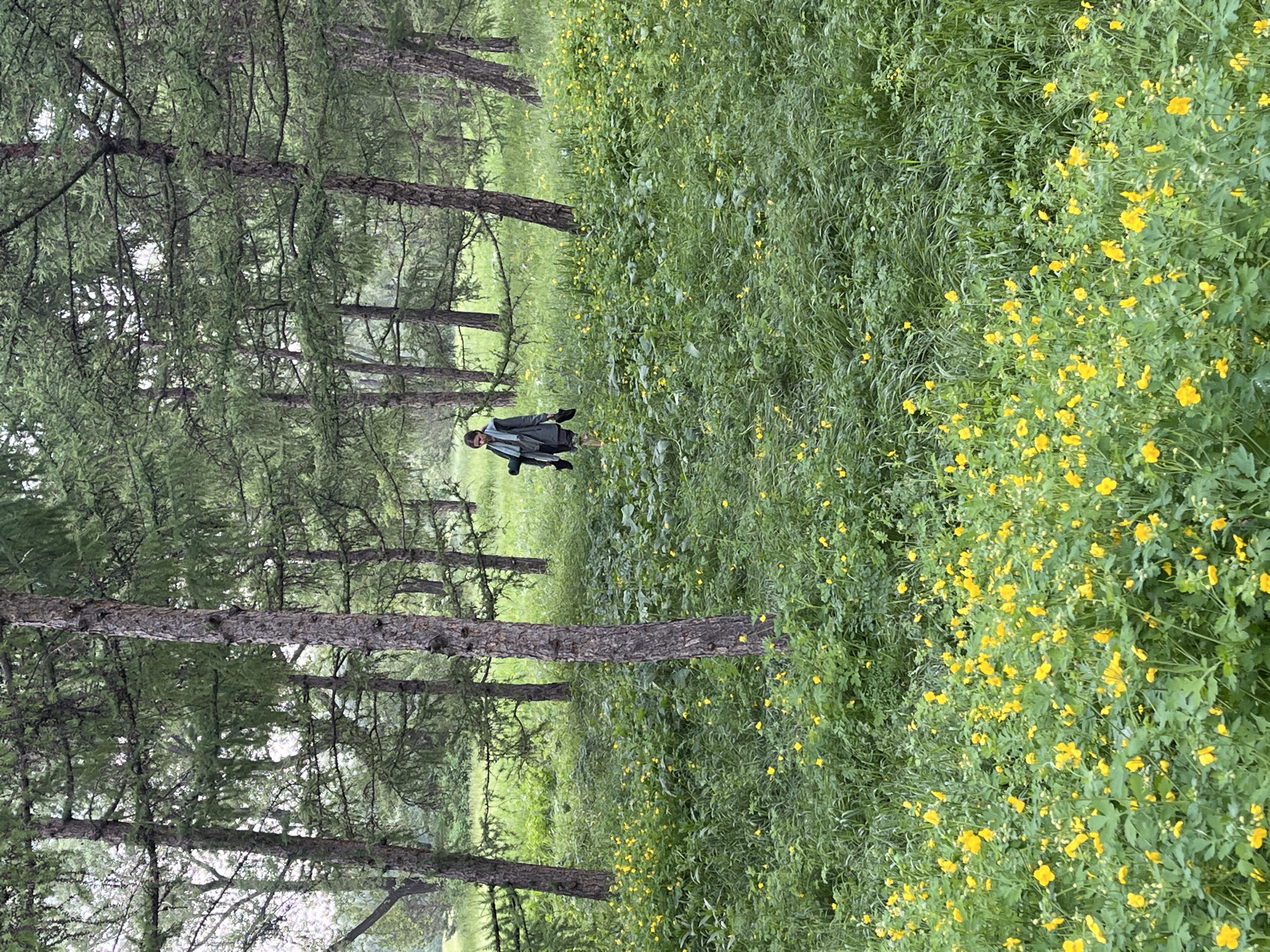 A person is walking through a meadow of tall green grass and small yellow flowers in a forest. The trees are tall and thin with green needles. The person is wearing a dark green jacket, dark shorts, and carrying a rolled-up mat and a pair of dark shoes. The scene is overcast and appears to be in a natural setting. The location is unspecified in the image and cannot be determined to be Krasnoyarsk, Russia.