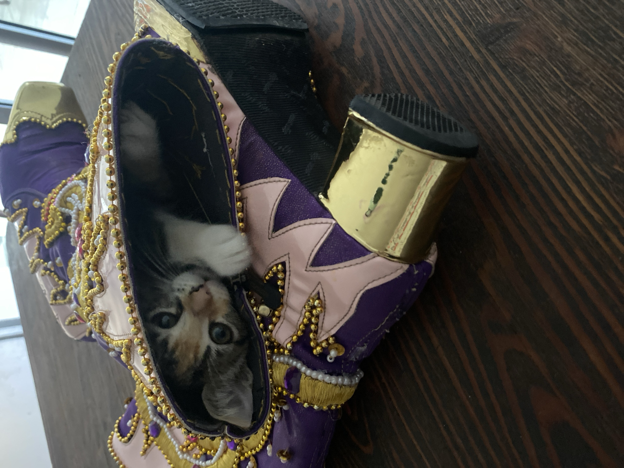 A kitten is nestled inside a purple, pink, and gold decorative boot. The boot has a gold high heel and is on a wooden surface. The kitten is looking out of the boot. The image does not contain information that could confirm the city of Arica, Chile.